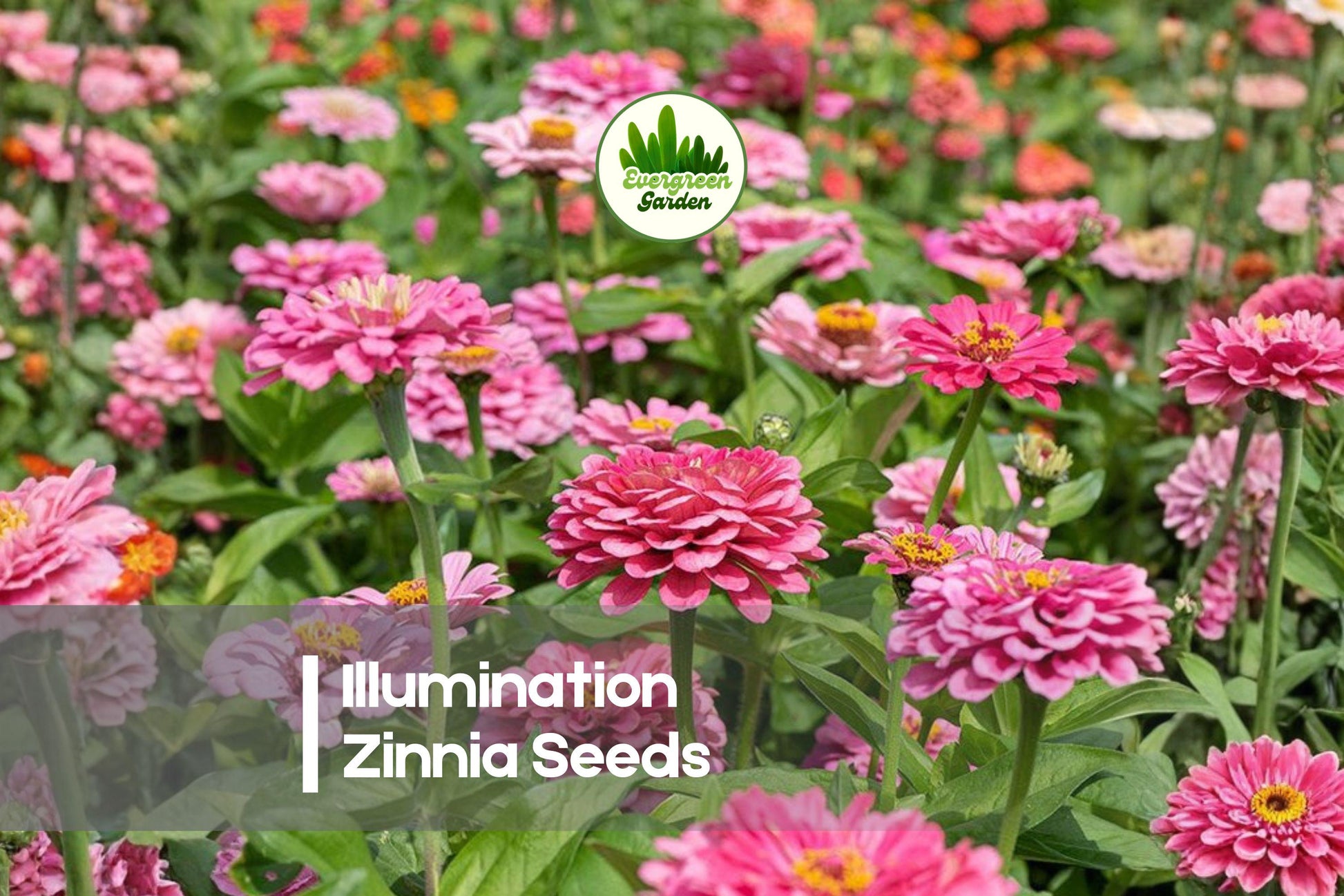 Illumination Zinnia Seeds, Bright Orange, Double Blooms, Annual Flower, Zinnia elegans, 100+ Seeds for Garden Beds & Cut Flowers