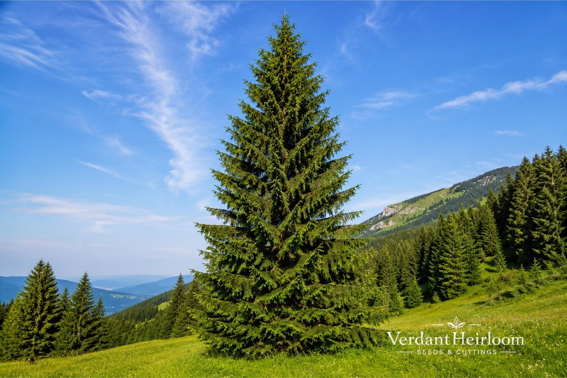 Norway Spruce Bare Root Trees – Picea abies – Evergreen Conifers for Privacy, Windbreaks & Landscaping (2 Pack)