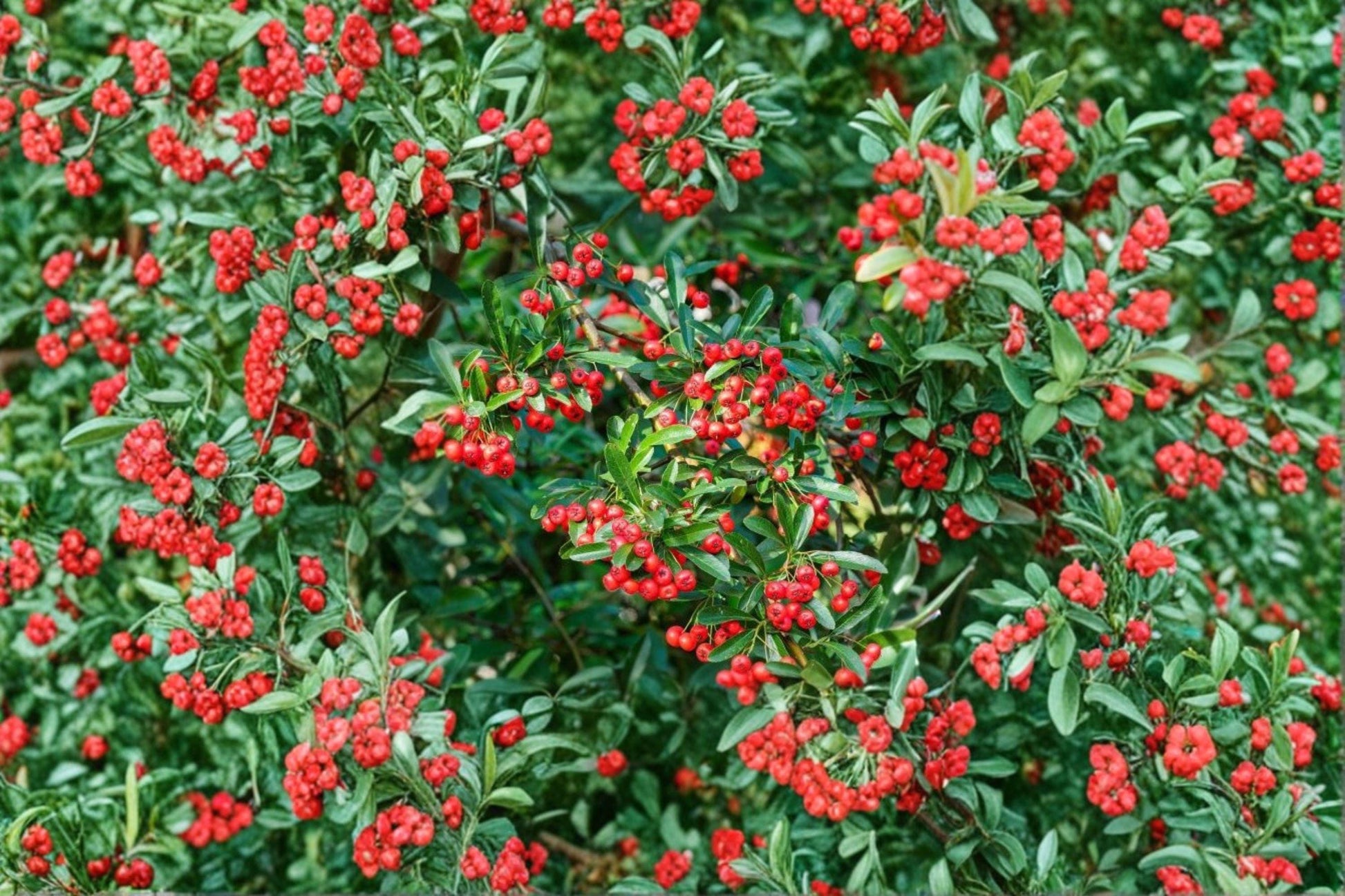 Scarlet Firethorn Cuttings – Pyracantha coccinea – Evergreen Shrub for Propagation with White Flowers & Red Berries