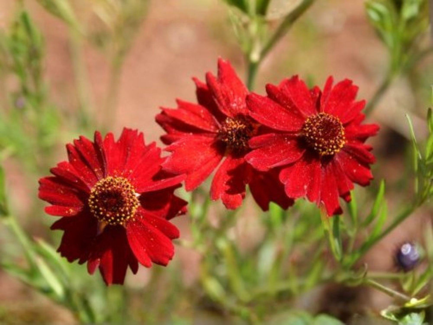 Dwarf Red Plains Coreopsis Seeds – Coreopsis tinctoria Wildflower for Pollinator Gardens & Borders