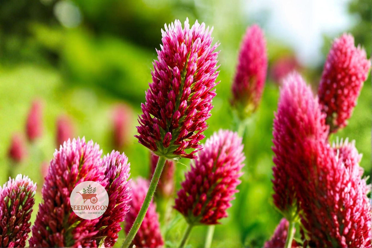 Crimson Clover Seeds, Cover Crop Seeds, Wildflower Seeds, Pollinator Garden Seeds, Bee Attracting Seeds, Flowering Clover Seeds, Ornamental Clover Seeds, Soil Improvement Seeds, Meadow Planting Seeds, Wildlife Habitat Seeds, Annual Flower Seeds, Red Bloom Seeds, Eco-Friendly Cover Crop