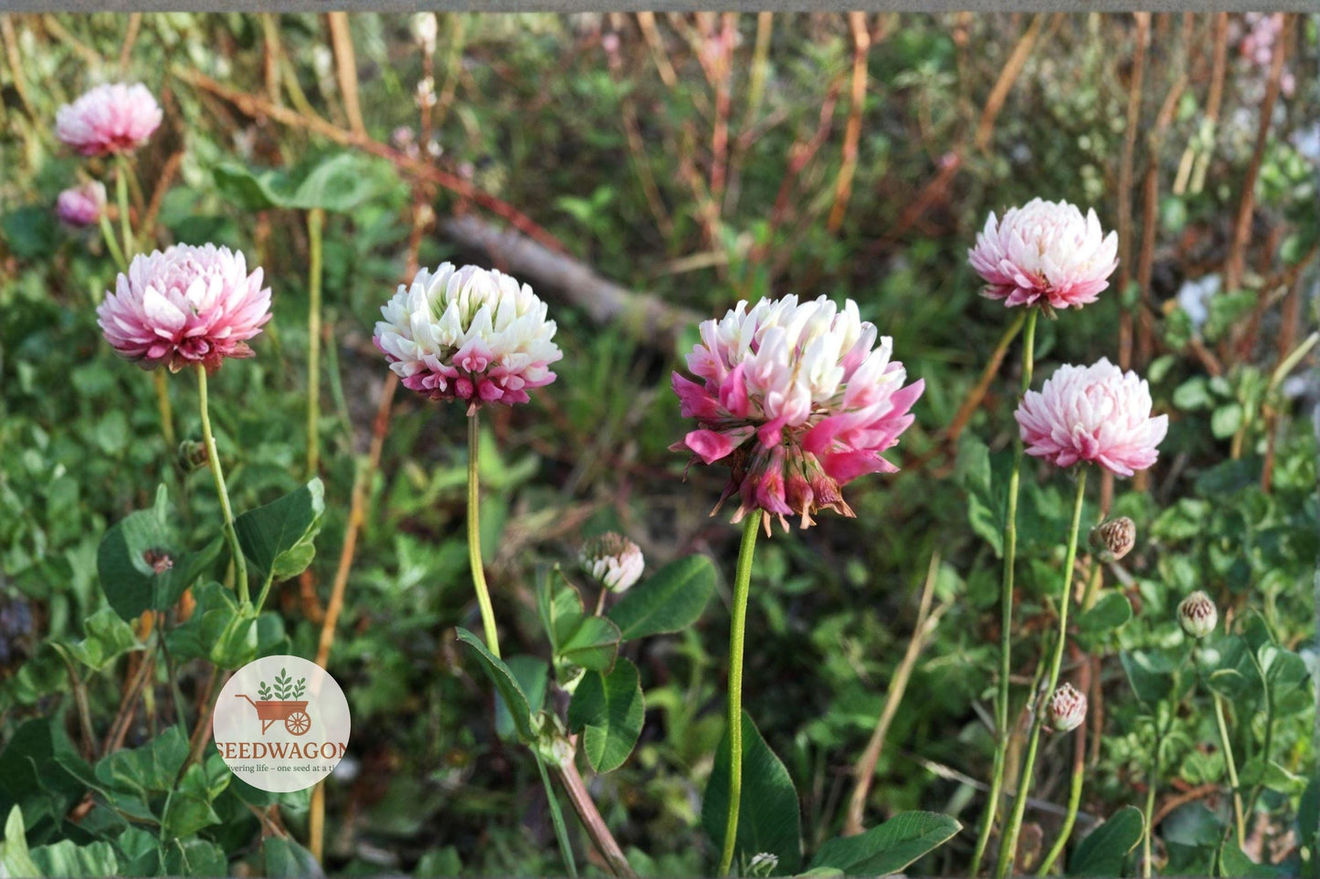 Alsike Clover Seeds, Pink Clover Seeds, Pollinator Cover Crop, Perennial Clover Seeds, Wildflower Meadow Seeds, Bee Attracting Seeds, Butterfly Friendly Seeds, Ecological Planting Seeds, Wildlife Habitat Seeds, Low Maintenance Clover, Nectar-Rich Seeds, Shade Tolerant Clover, Organic Clover Seeds