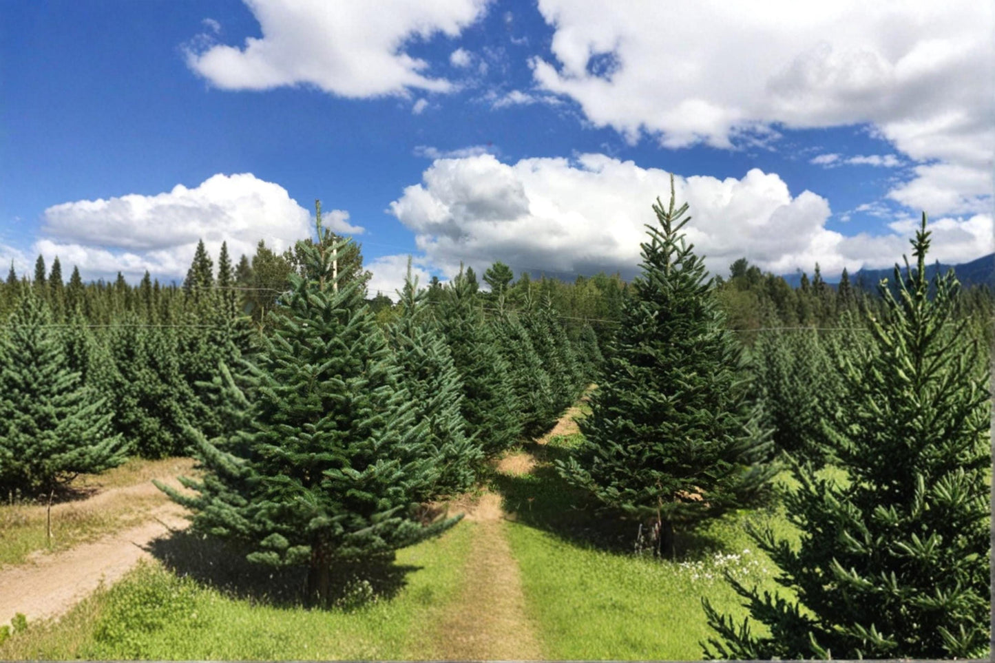 Balsam Fir Seeds – Abies balsamea Evergreen Conifer Tree for Landscaping & Reforestation, 50 Seeds