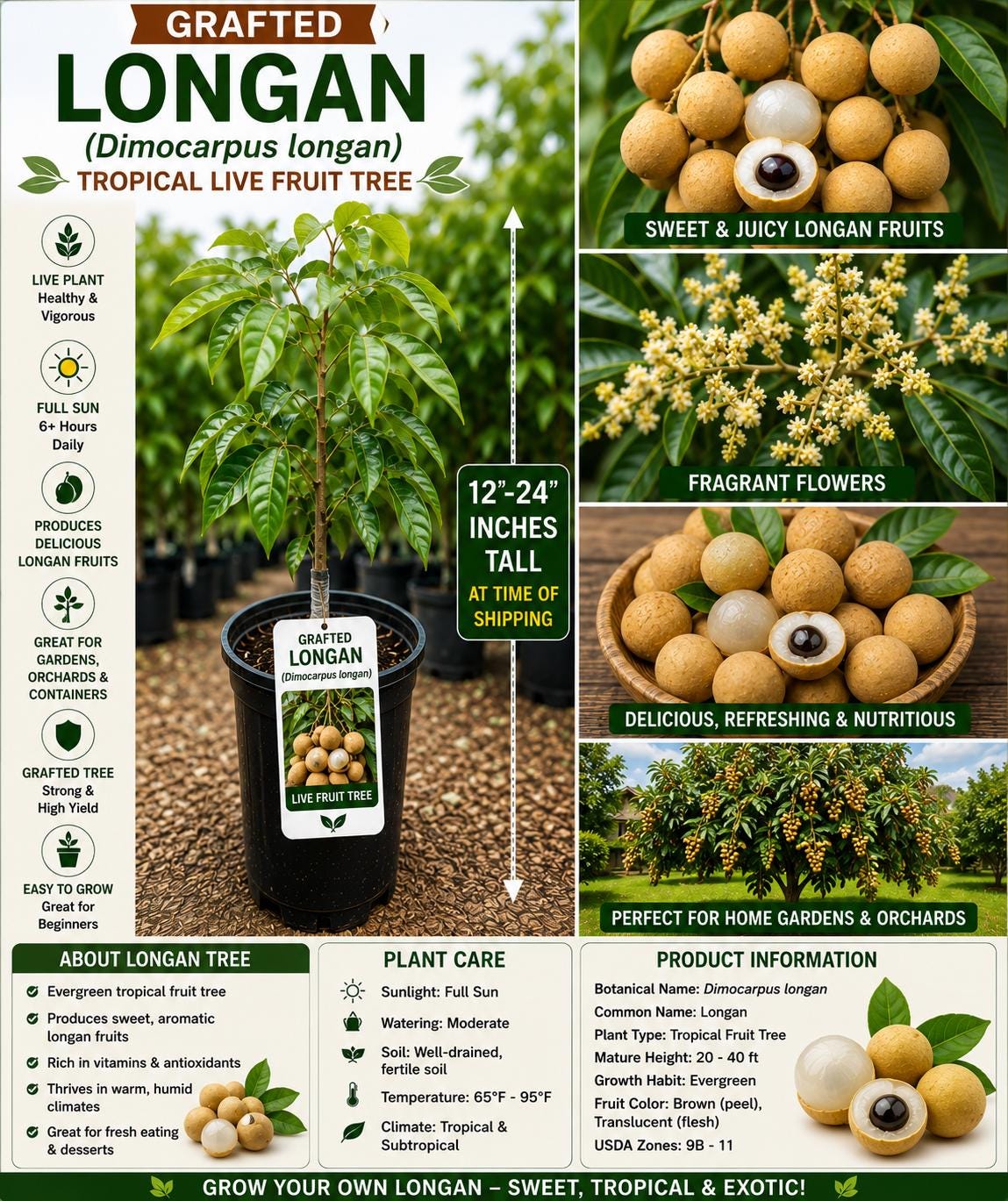 Grafted Longan Fruit Tree – Live Tropical Edible Tree – Dimocarpus longan – 12-24 Inches Tall