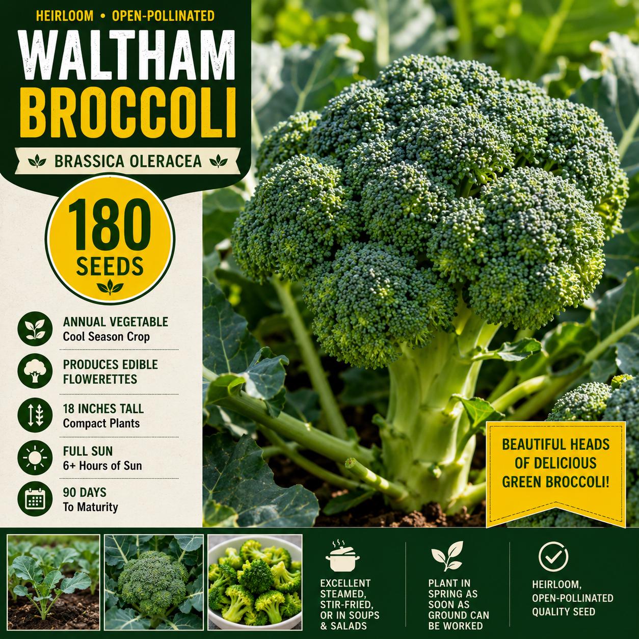 Waltham Broccoli Seeds – 180 Open-Pollinated Heirloom Brassica oleracea for Home Gardens and Vegetable Plots