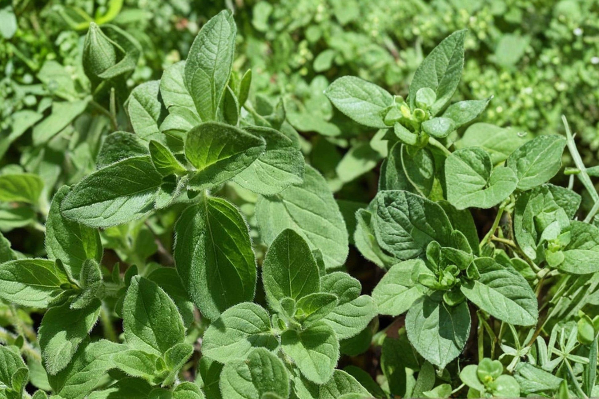 Oregano Seeds 750 Pack – Origanum vulgare Herb for Garden, Containers, Edible Landscaping
