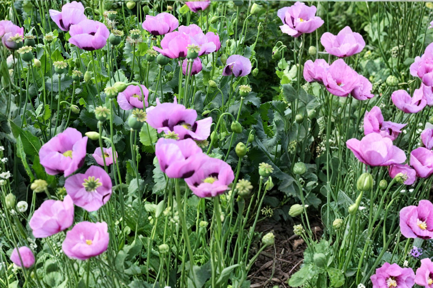 Lavender Poppy Seeds 1000 – Papaver sp. Annual Flower with Lavender Blooms & Purple Centers