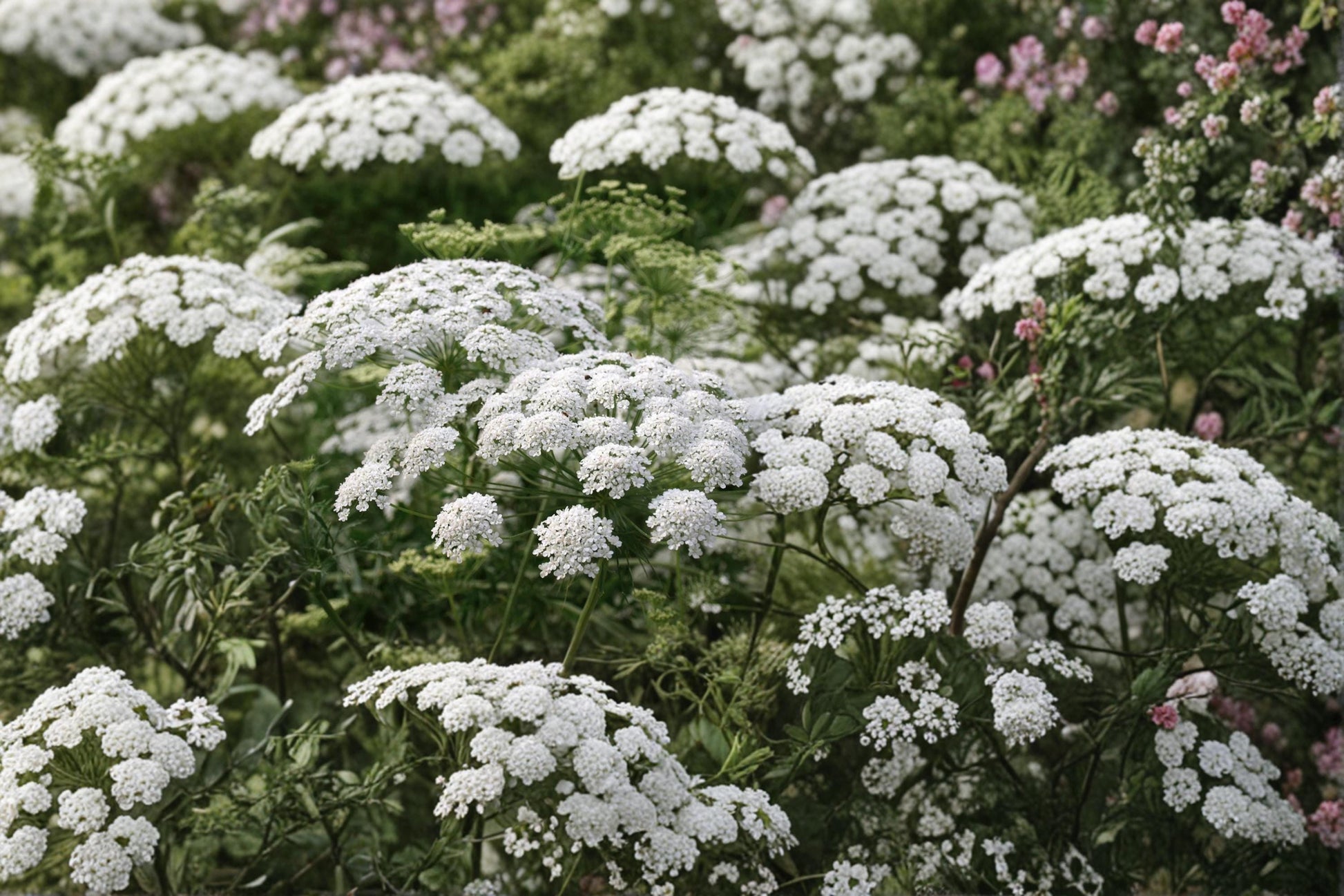 Queen Anne's Lace Seeds – Daucus carota Wildflower, White Lace-Like Flowers, Annual/Biennial, Drought Tolerant, Pollinator Friendly