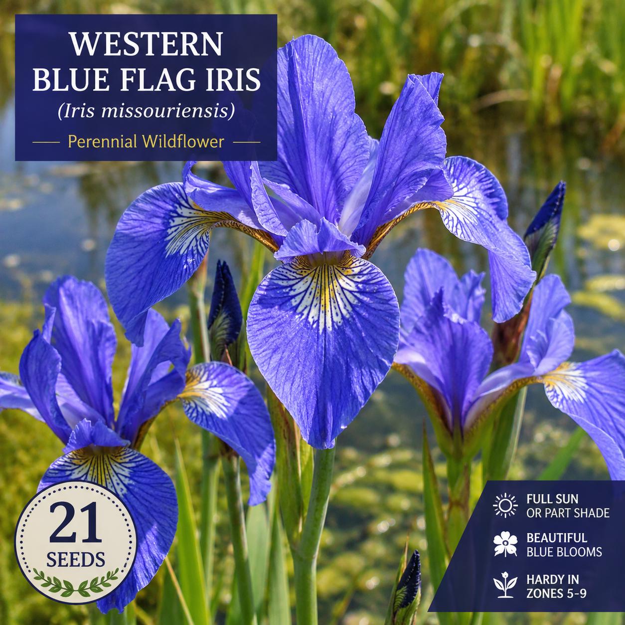 Western Blue Flag Iris Seeds – Iris missouriensis Perennial Wildflower for Native Gardens & Pollinator Habitats