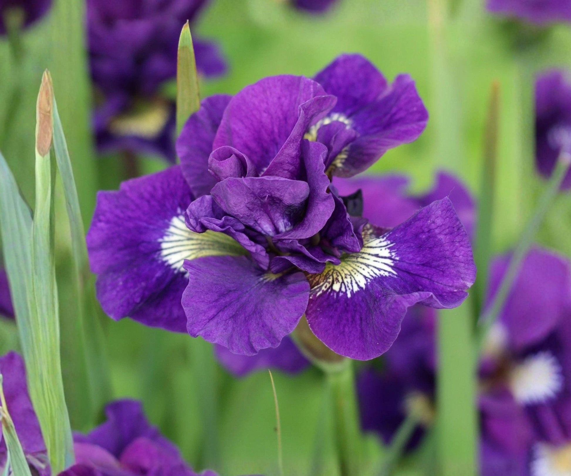 Siberian Iris Root Division – Double Blue-Violet Flowers, Perennial Garden Plant, Iris sibirica ‘Kaboom’