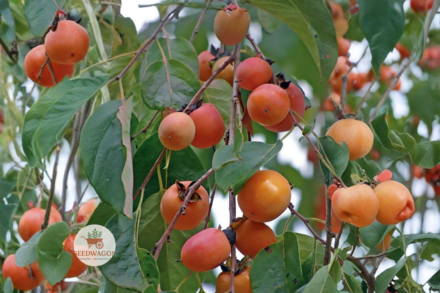 persimmon seeds,American persimmon tree,edible fruit seeds,native plant seeds,deciduous fruit tree,wildlife attractor,fall foliage seeds,fruit bearing seeds,hardy native seeds,seasonal garden plant,ornamental fruit tree,slow grower seeds,zone 4-9 seeds