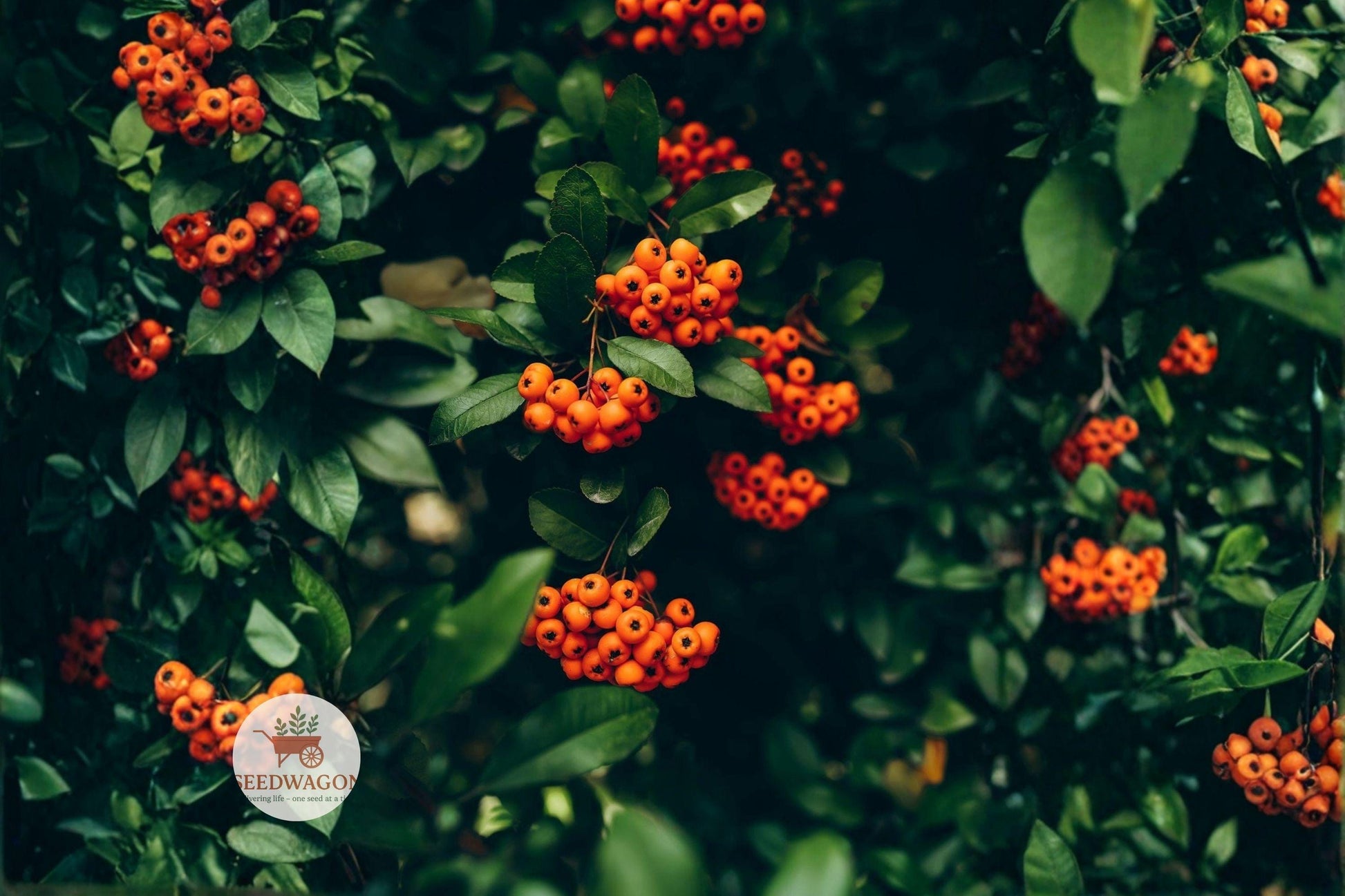 persimmon seeds,American persimmon,Diospyros virginiana,edible fruit tree,Native plant seeds,hardy shrub seeds,ornamental shrub seeds,scarlet firethorn seeds,Pyracantha coccinea,wildlife attractant,hedge privacy screen,evergreen shrub seeds,ornamental berries