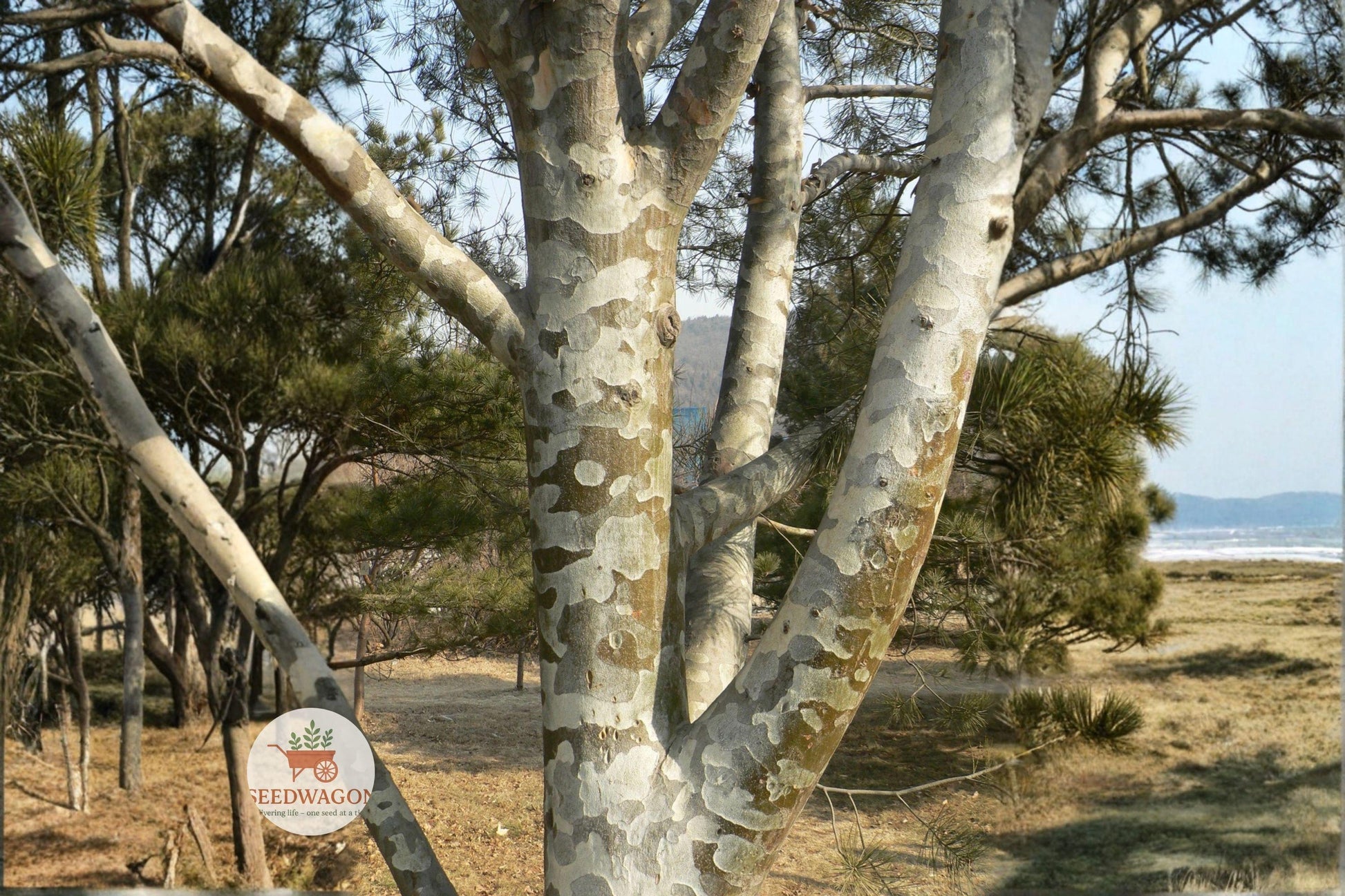 lacebark pine seeds, evergreen bonsai tree, ornamental conifer seeds, hardy landscape pine, exotic pine seeds, decorative bark pine, slow grow pine seeds, Chinese pine seeds, specimen tree seeds, drought tolerant pine, outdoor bonsai seeds, unique bark pine, cold hardy evergreen
