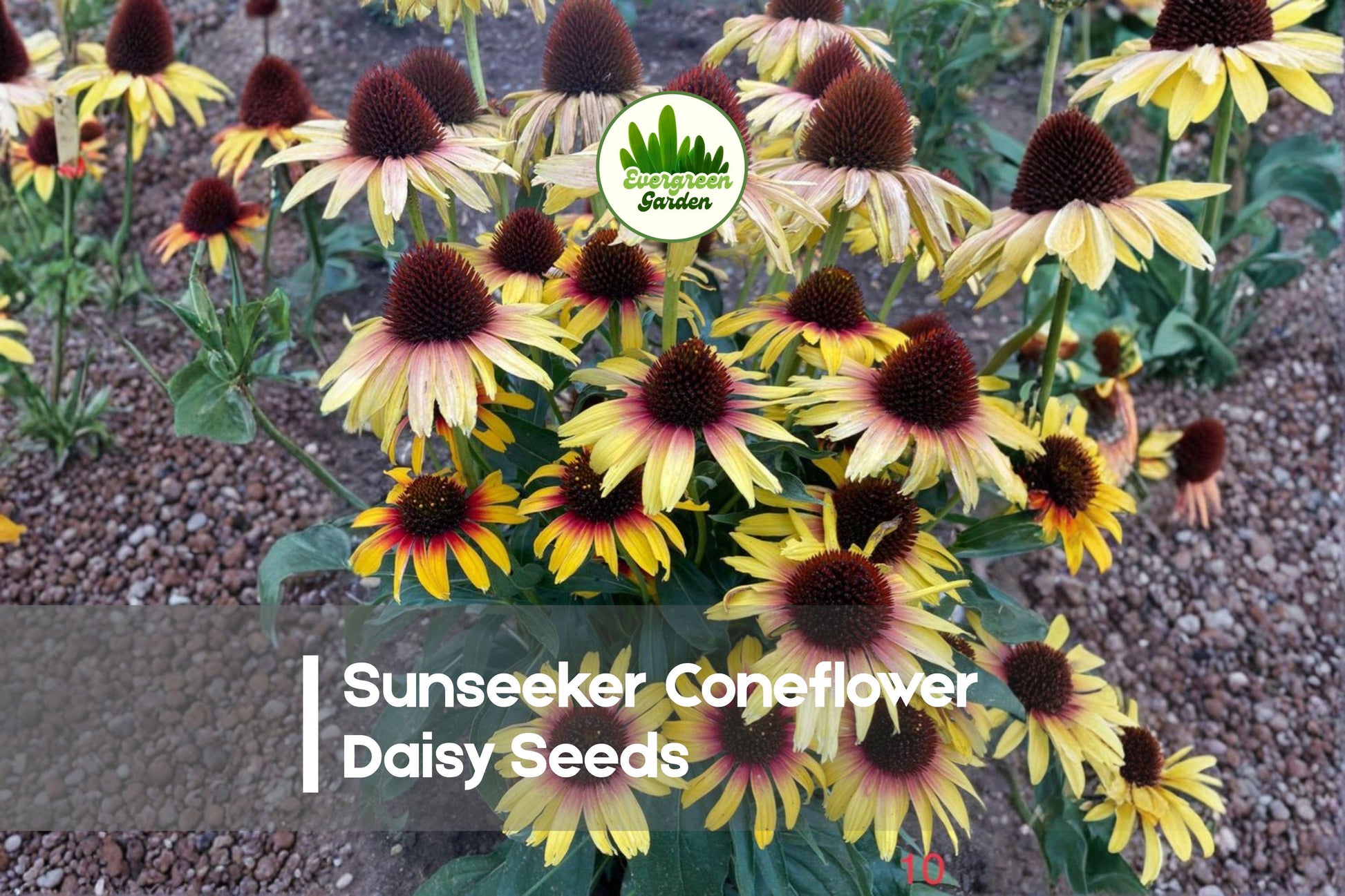 Sunseeker Coneflower Seeds, Rudbeckia spp., 200+ Daisies, Yellow-Orange Blooms, Pollinator-Friendly, Drought-Tolerant Perennials