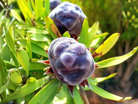 Leucadendron pubescens Seeds – Heirloom Non-GMO Flowering Shrub for Garden Planting