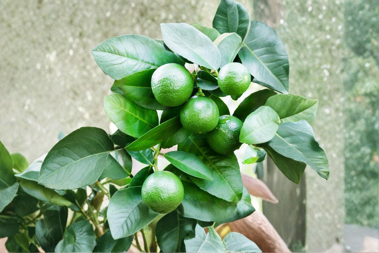Dwarf Lime Tree Seeds – Compact Evergreen Citrus Plant – Citrus sp. for Containers & Gardens