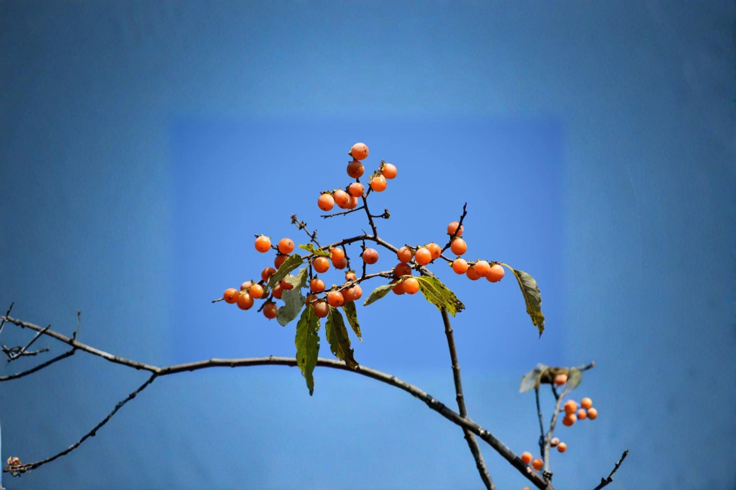 Wingleaf Soapberry Seeds – Sapindus saponaria Deciduous Ornamental Tree for Landscape and Garden