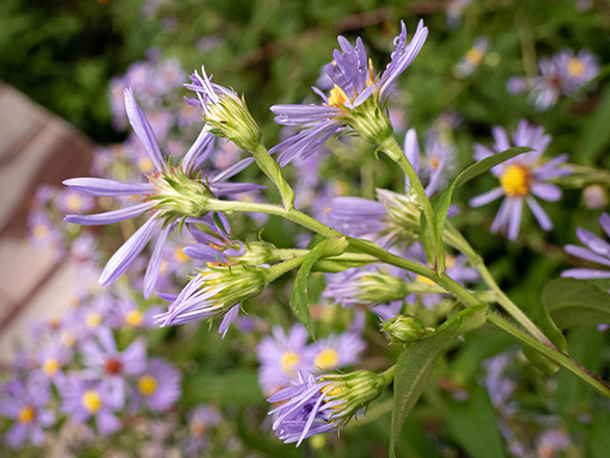 Swamp Aster Seeds – Symphyotrichum puniceum Wetland Wildflower for Rain Gardens, Moist Soil, Native Planting, 100 Seeds
