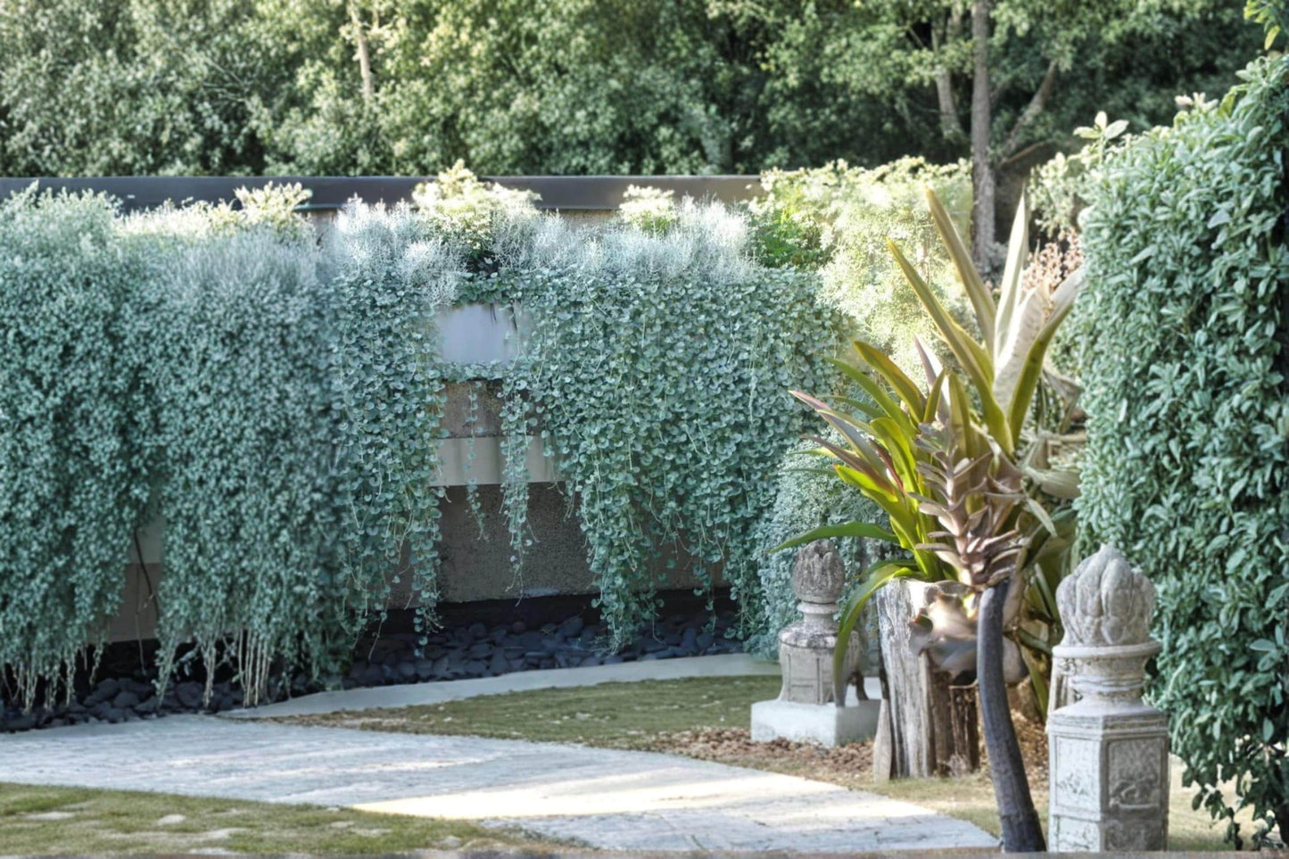 Silver Falls Dichondra Seeds – Trailing Ornamental Foliage Plant, Silver Leaves, Dichondra argentea 'Silver Falls'