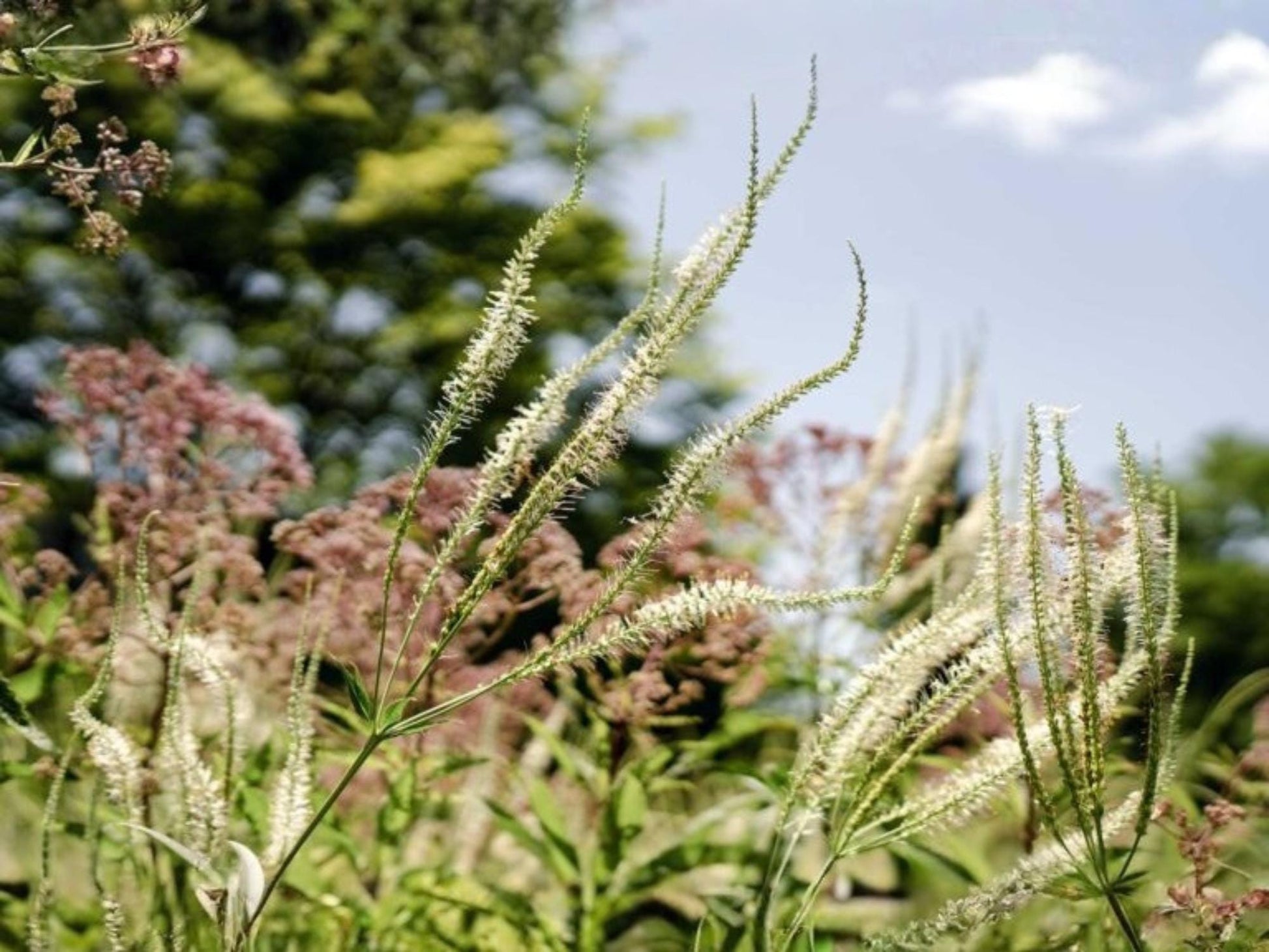 Veronicastrum virginicum Seeds Wildflower Seeds for Pollinator Cottage Garden | Culver's Root Planting Seeds