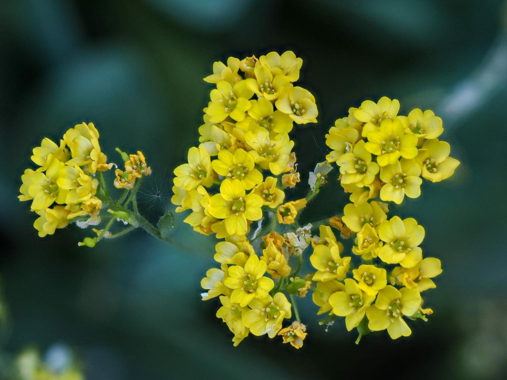 Basket of Gold Seeds – Alyssum saxatile Wildflower Seeds for Pollinator Gardens, Cottage Garden, Natural Landscape Planting