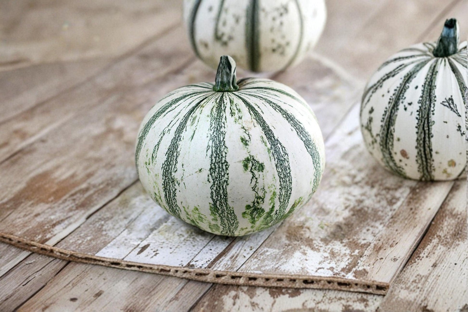 Silver Edge Pumpkin Seeds – Heirloom Ornamental Squash with White & Green Mottled Stripes, Cucurbita sp.