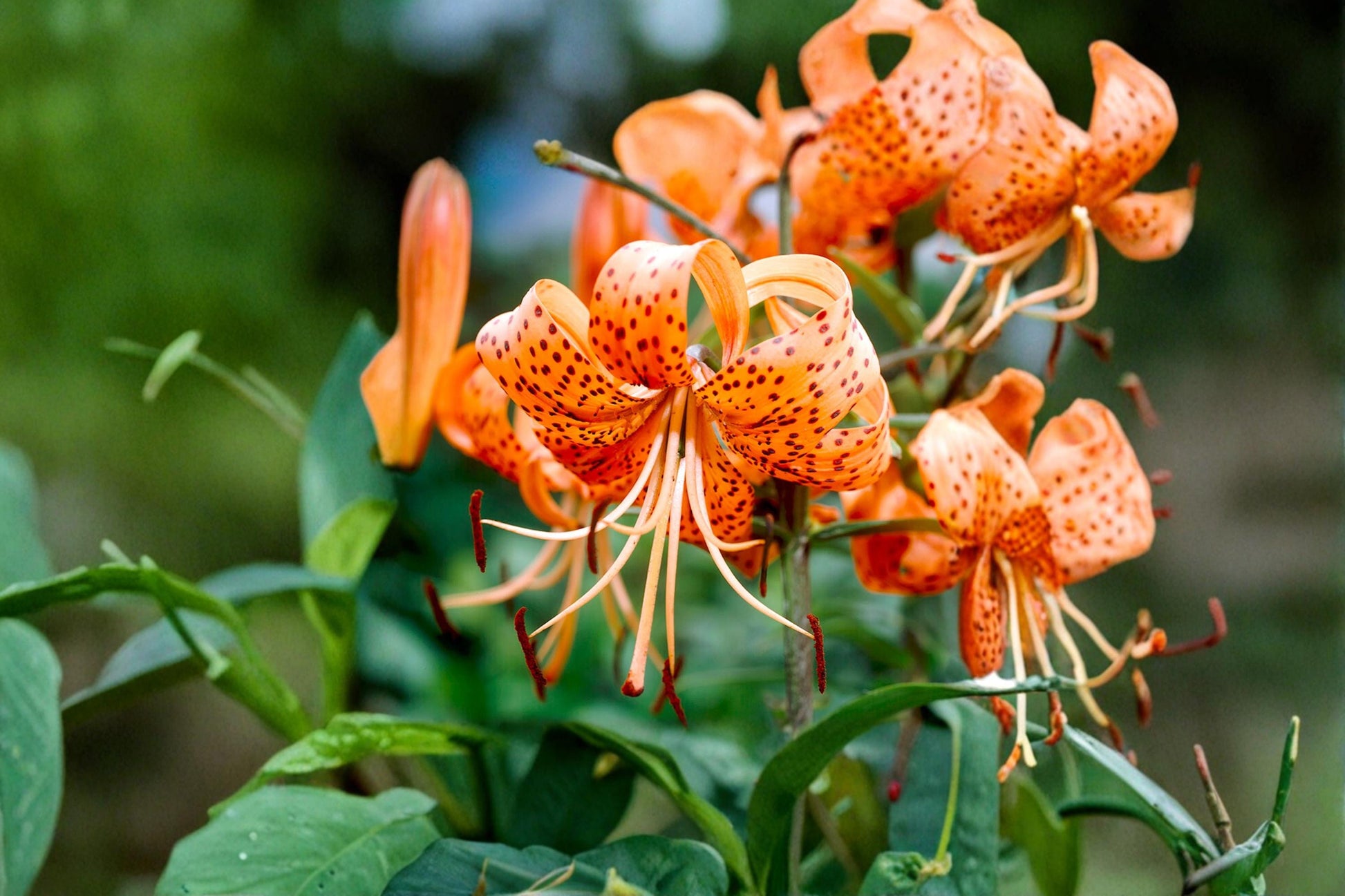 Tiger Lily Bulbs – Mixed Color Lilium lancifolium Perennial Flowering Plant for Garden Beds & Borders