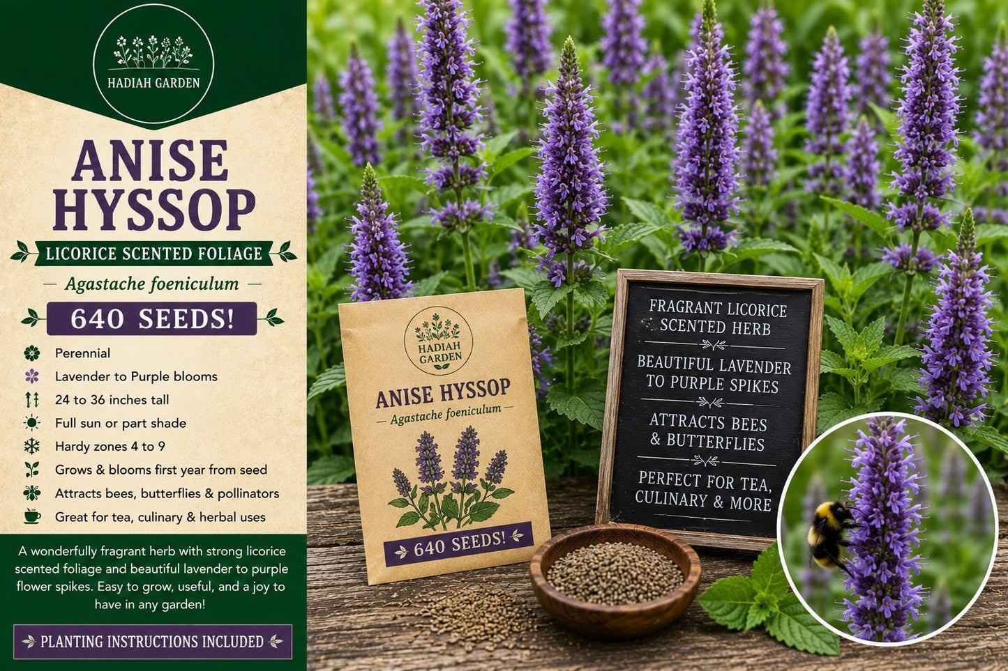 Anise Hyssop Seeds 640 Pack – Agastache foeniculum Perennial Herb with Lavender Purple Flowers for Pollinators