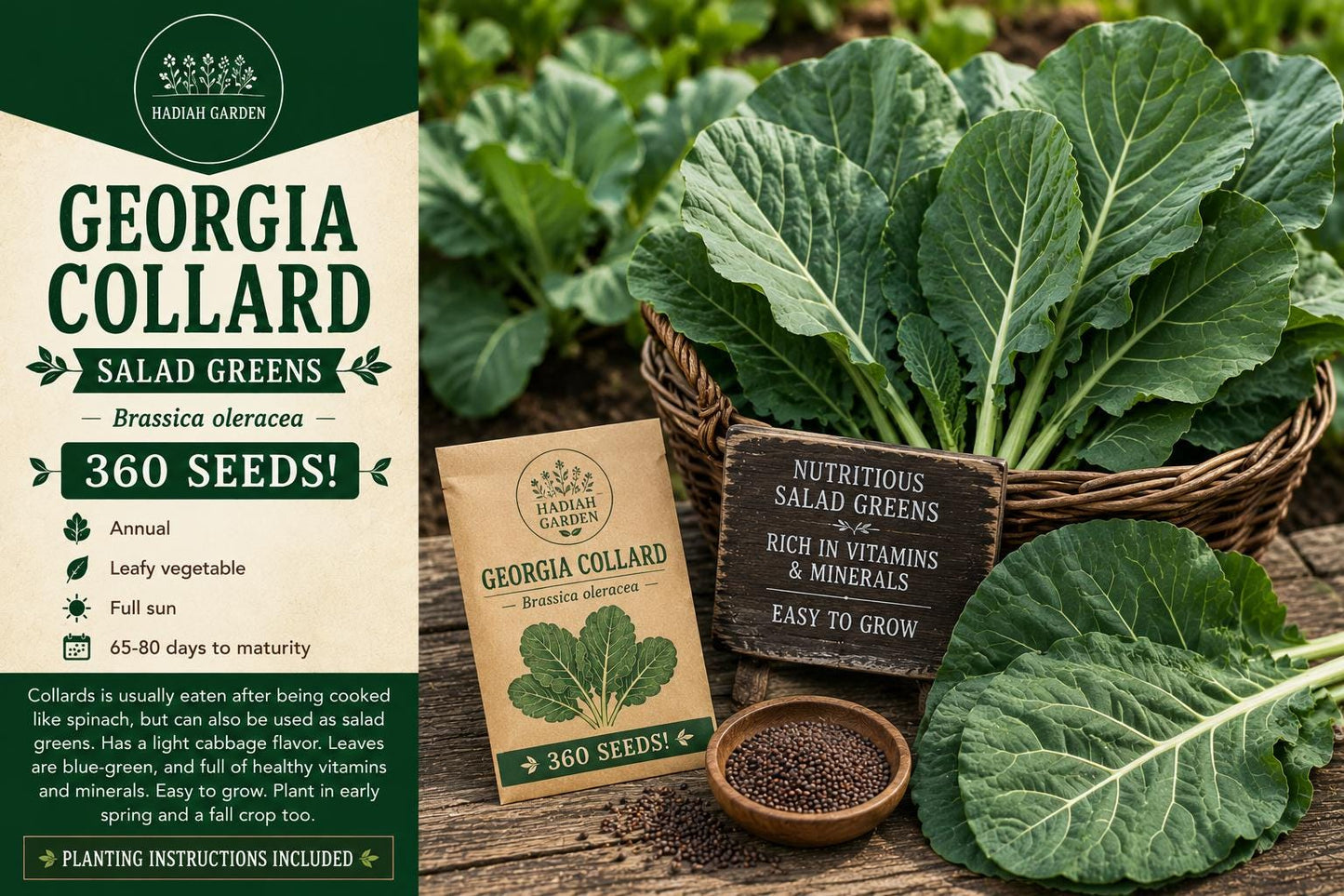 Georgia Collard Seeds – Brassica oleracea – Leafy Green Vegetable for Spring & Fall Gardens, 360 Seeds