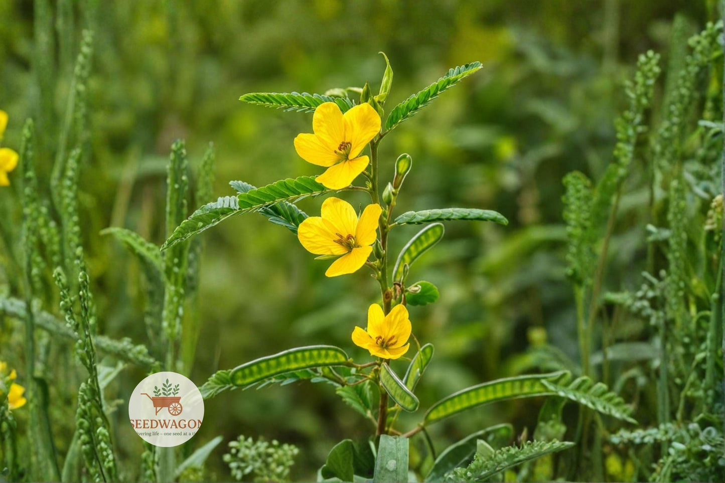 partridge pea seeds, native wildflower seeds, yellow flower seeds, pollinator garden seeds, butterfly attractant seeds, prairie planting seeds, wildlife habitat seeds, nitrogen-fixing seeds, annual wildflower seeds, meadow garden seeds, native plant seeds, full sun wildflower seeds, ecological garden seeds