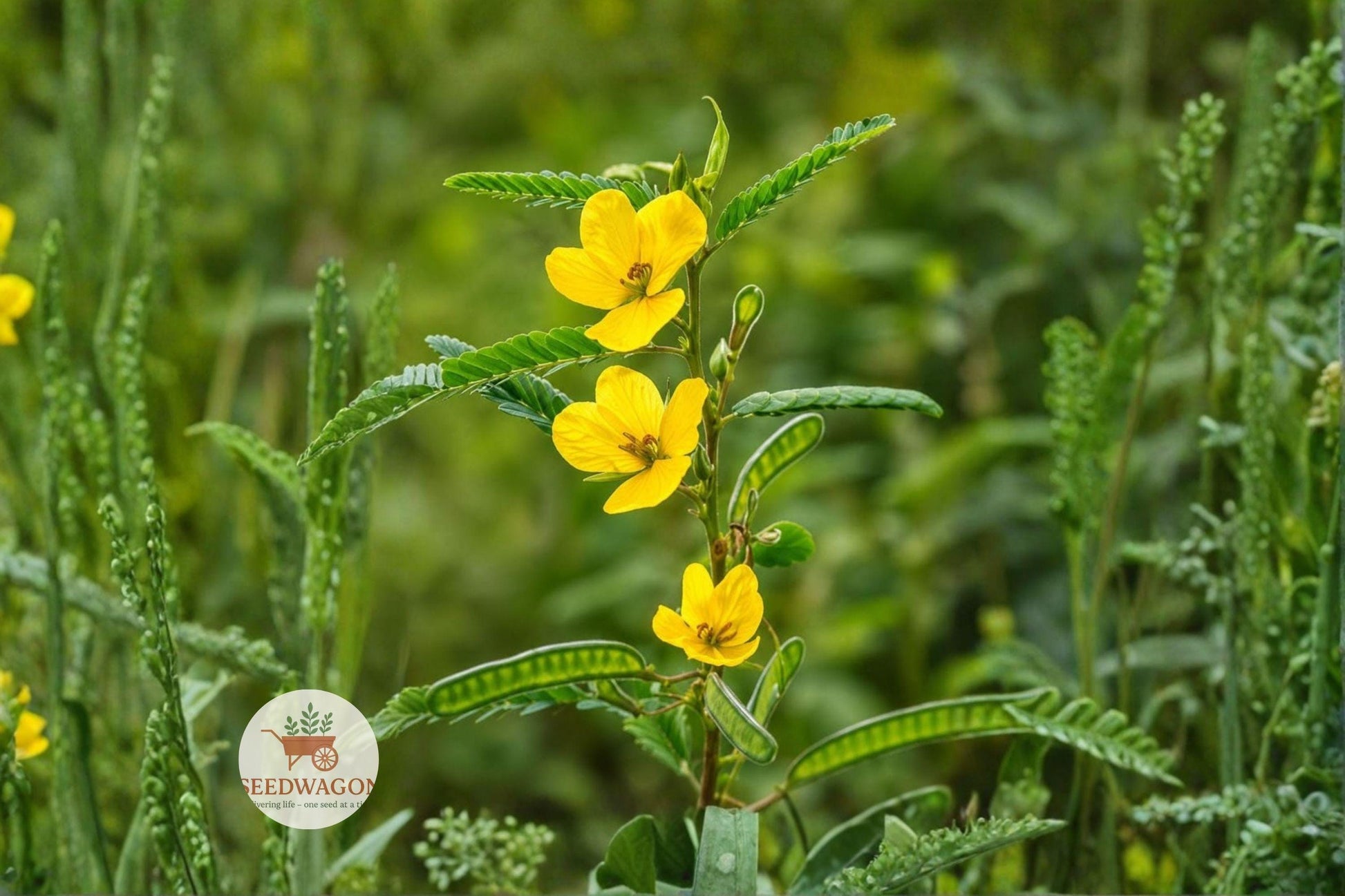 partridge pea seeds, native wildflower seeds, yellow flower seeds, pollinator garden seeds, butterfly attractant seeds, prairie planting seeds, wildlife habitat seeds, nitrogen-fixing seeds, annual wildflower seeds, meadow garden seeds, native plant seeds, full sun wildflower seeds, ecological garden seeds