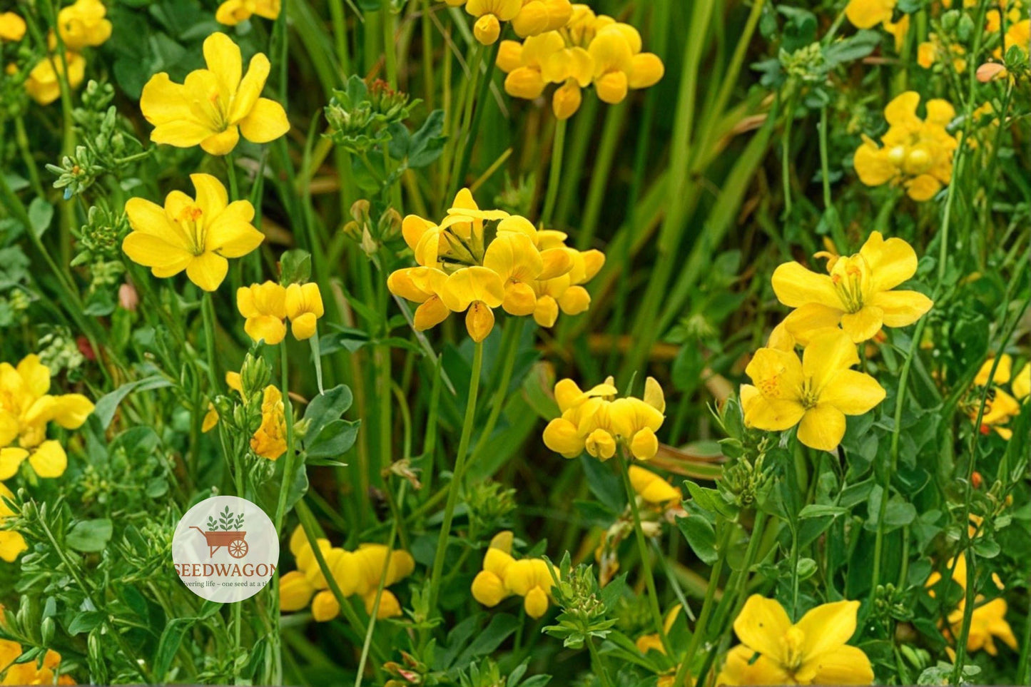 pollinator seeds, yellow ground cover, meadow plant seeds, drought tolerant seeds, bee attracting seeds, butterfly garden seeds, low growing perennial, natural erosion control, wildlife habitat seeds, legume flower seeds, naturalized landscape, full sun plant seeds, nitrogen fixing seeds
