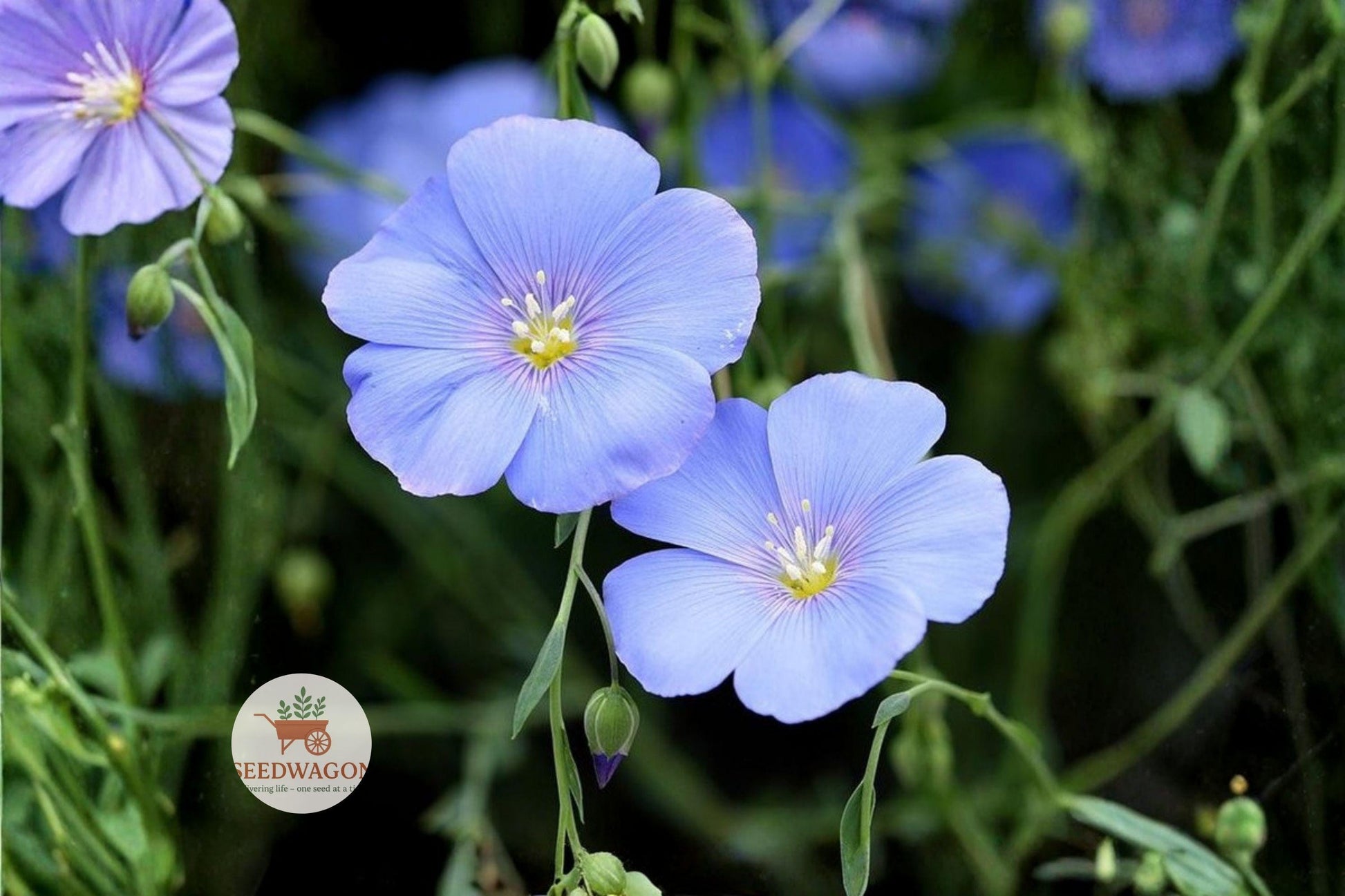 blue flax seeds, perennial wildflower seeds, pollinator garden seeds, sky blue flower seeds, drought tolerant seeds, native plant seeds, meadow flower seeds, cottage garden seeds, bee attracting seeds, butterfly garden seeds, low maintenance seeds, wildflower seed packet, perennial flower seeds