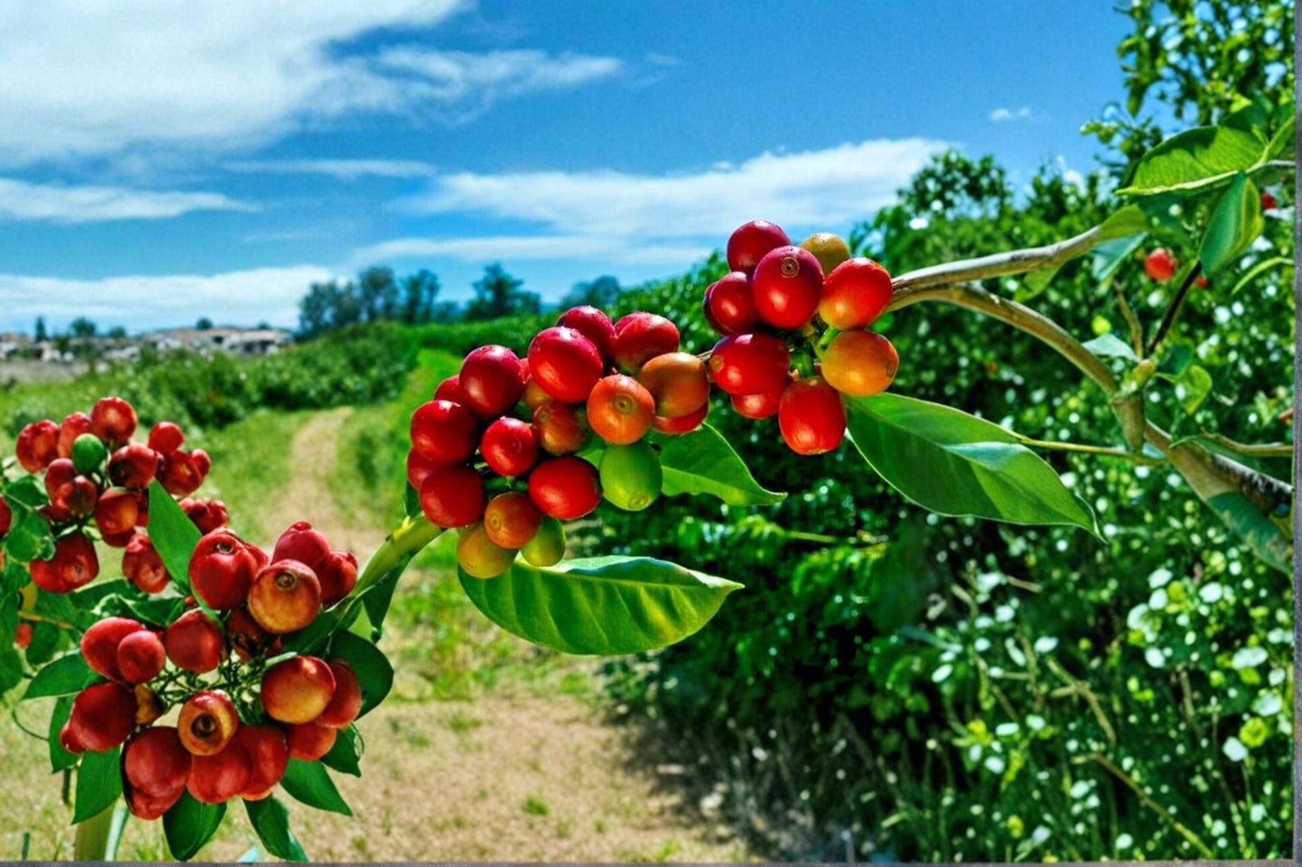 Arabica Coffee Seeds – Coffea arabica – Tropical Evergreen Indoor Plant for Bonsai & Container Cultivation