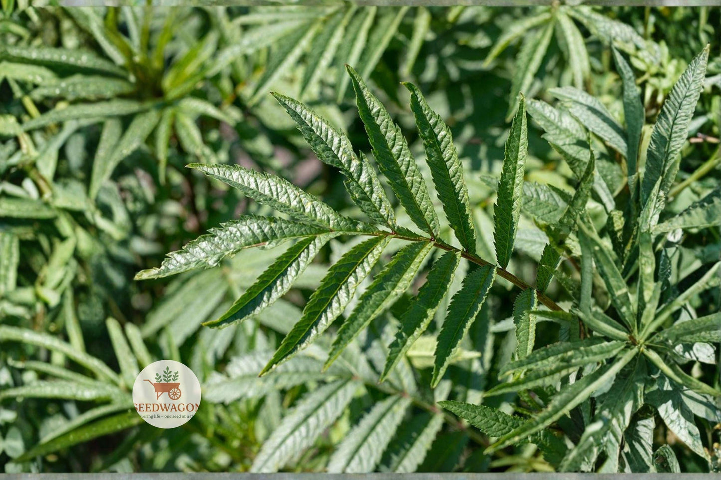 black mint seeds, huacatay herb seeds, heirloom culinary herbs, aromatic herb seeds, pollinator garden plants, container herb seeds, yellow flowering seeds, edible landscape plants, fast-growing annuals, mint-like fragrance seeds, South American herbs, herb garden seeds, warm-season herb seeds