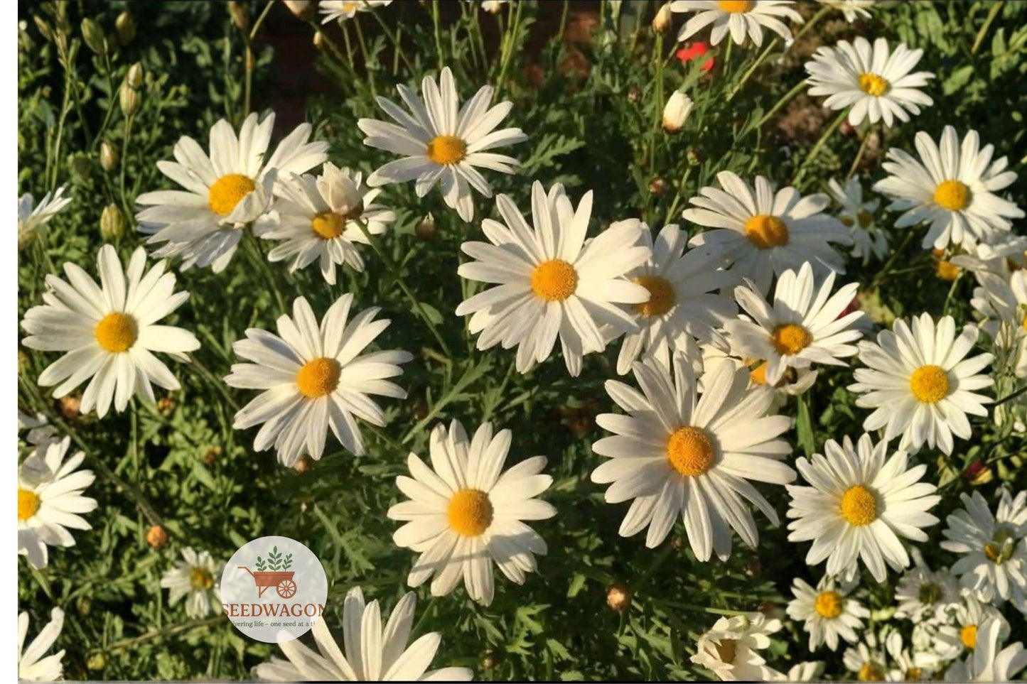 Oxeye Daisy Seeds, Wildflower Seeds, Perennial Flower Seeds, Pollinator Garden Seeds, White Flower Seeds, Meadow Plant Seeds, Cottage Garden Seeds, Native Wildflower Seeds, Bee Attracting Seeds, Butterfly Garden Seeds, Long Blooming Seeds, Easy Grow Wildflower, Naturalized Landscape Seeds