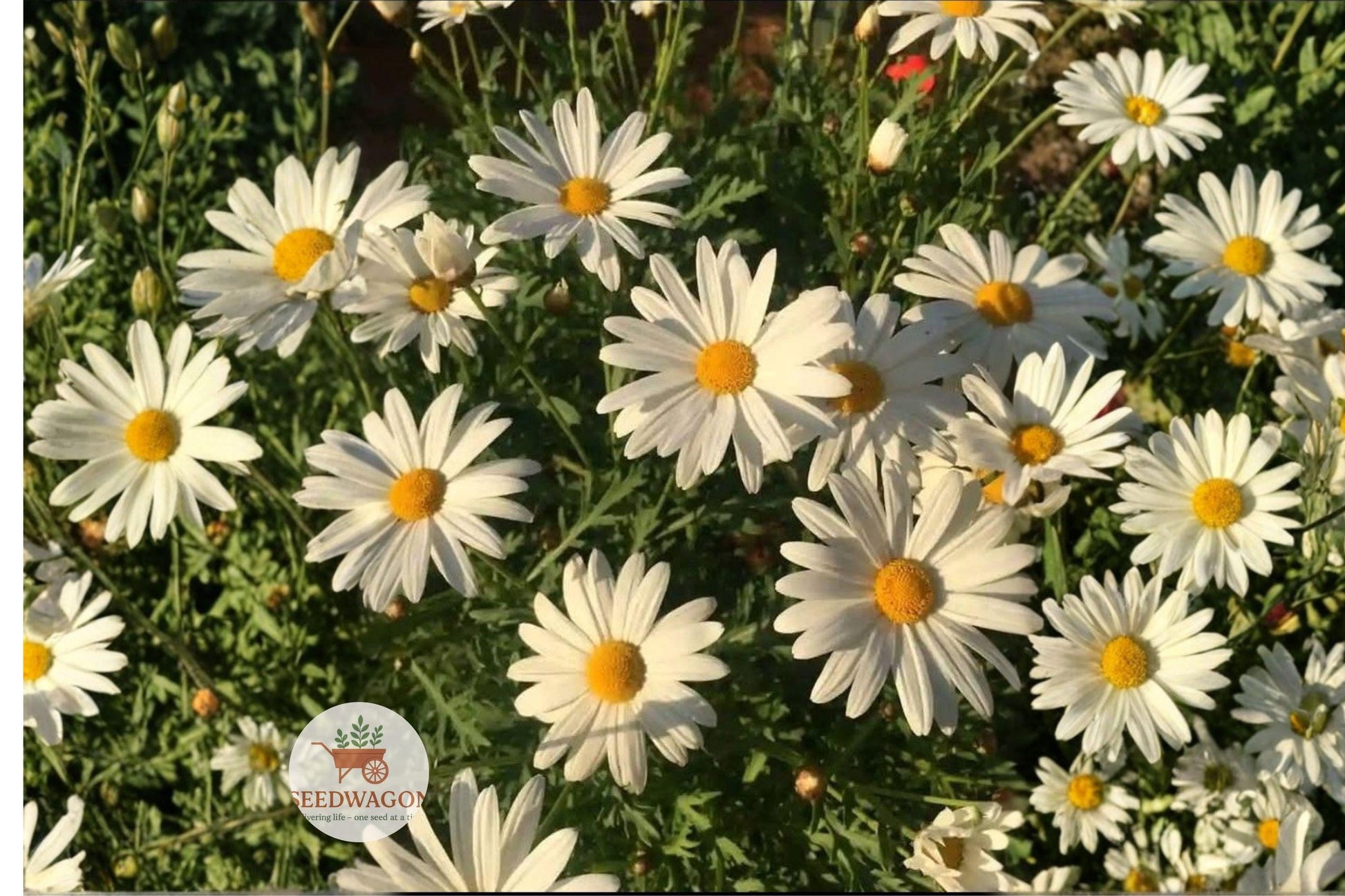 Oxeye Daisy Seeds, Wildflower Seeds, Perennial Flower Seeds, Pollinator Garden Seeds, White Flower Seeds, Meadow Plant Seeds, Cottage Garden Seeds, Native Wildflower Seeds, Bee Attracting Seeds, Butterfly Garden Seeds, Long Blooming Seeds, Easy Grow Wildflower, Naturalized Landscape Seeds