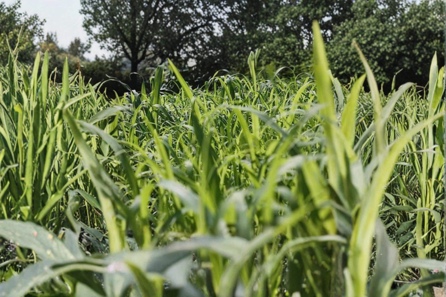 Egyptian Wheat Seeds – Sorghum bicolor Grain Crop for Garden and Field Planting, Annual Grass Seed