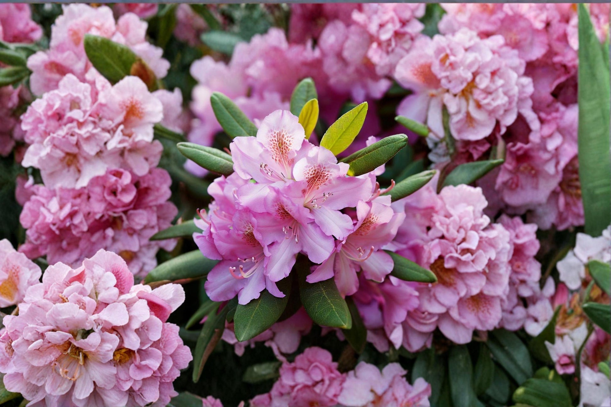 Royal Azalea Seeds - Rhododendron schlippenbachii Pink Flowering Shrub for Bonsai & Garden Collection