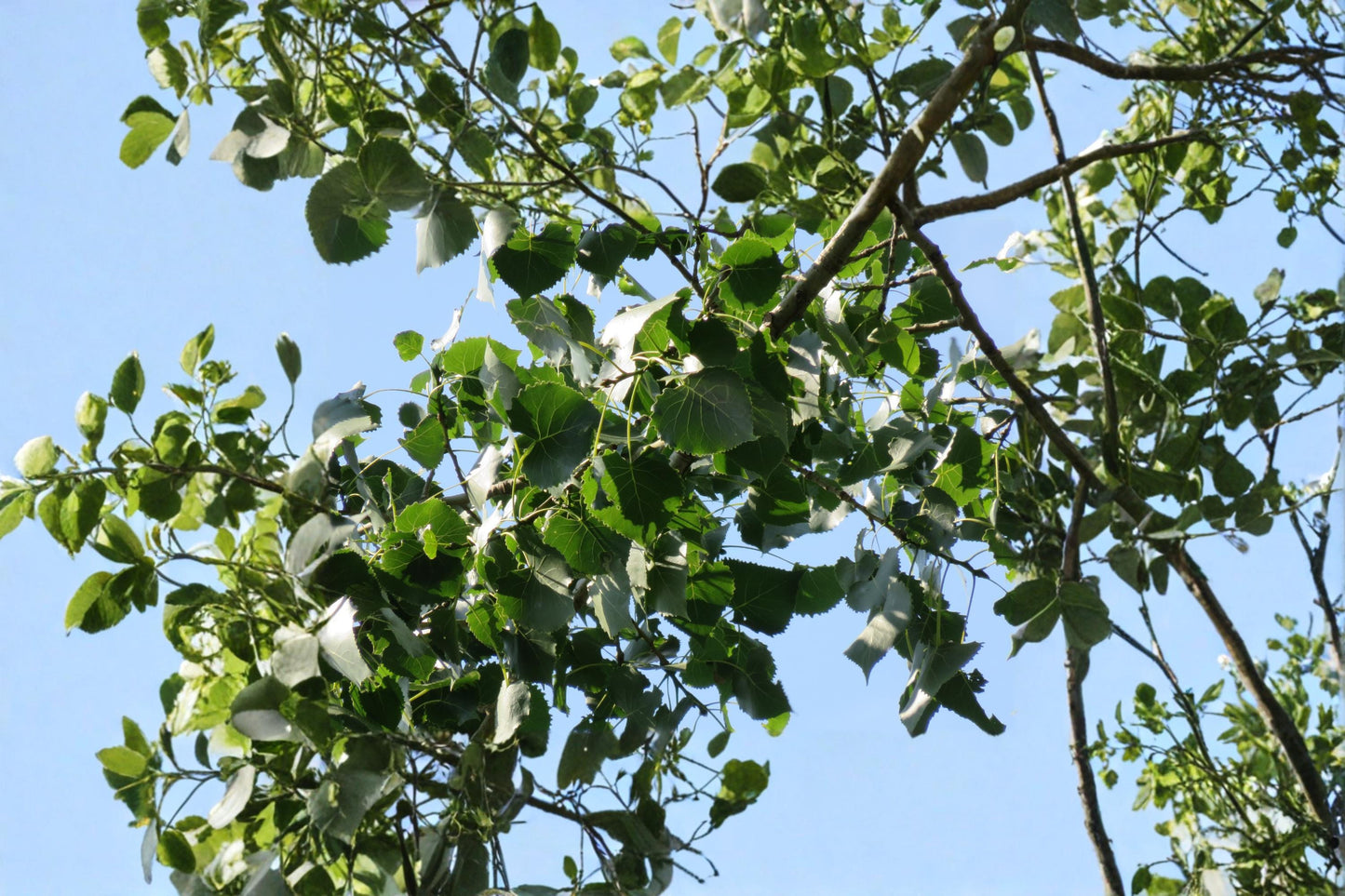 Cottonwood Tree Cuttings – Populus deltoides – Deciduous Shade Tree for Landscaping & Propagation
