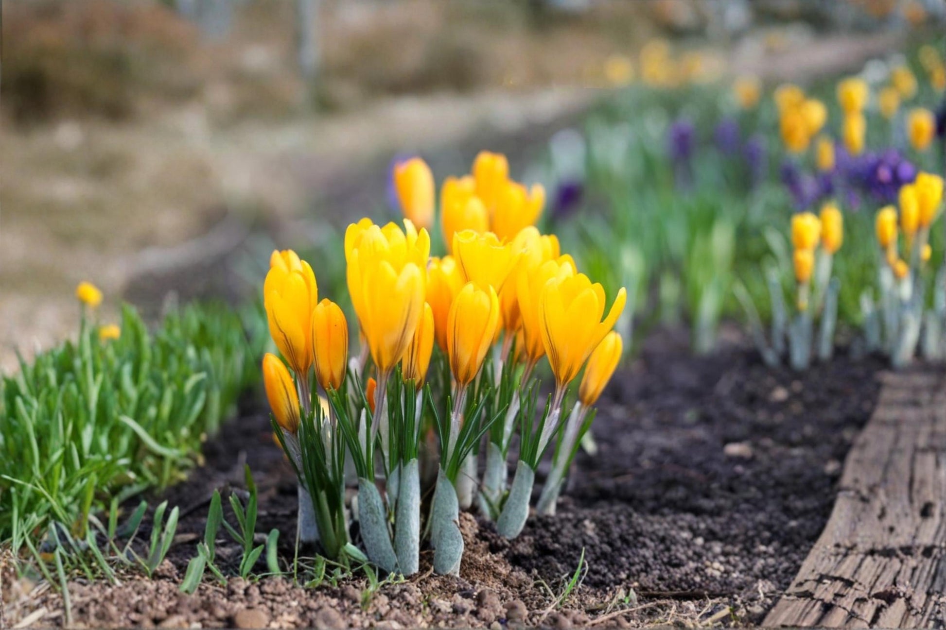Golden Yellow Crocus Bulb – Crocus flavus Spring Flowering Perennial Bulb for Borders, Containers & Rock Gardens