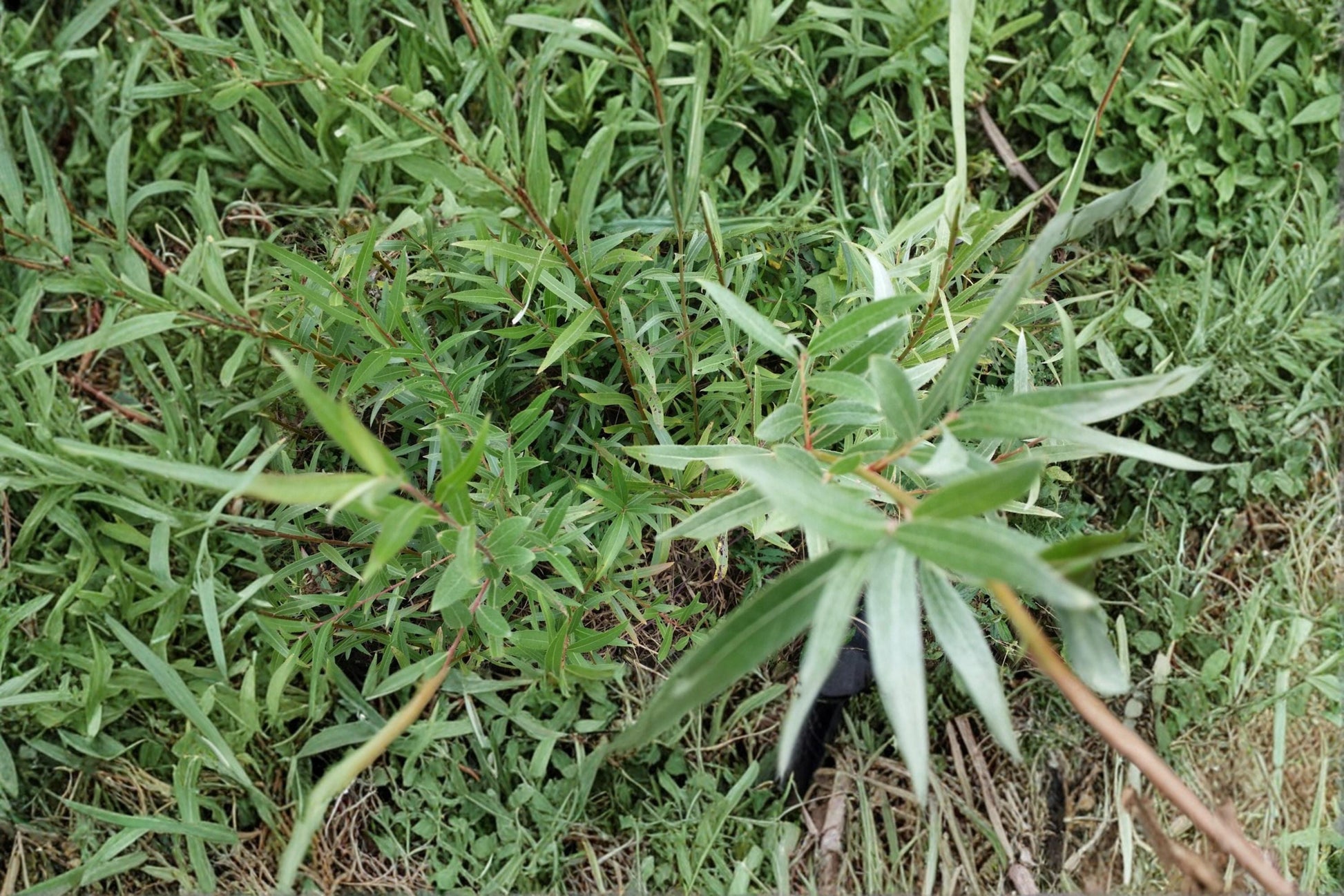 Hybrid Willow Cuttings – Salix Hybrid Deciduous Tree for Privacy, Windbreak & Erosion Control