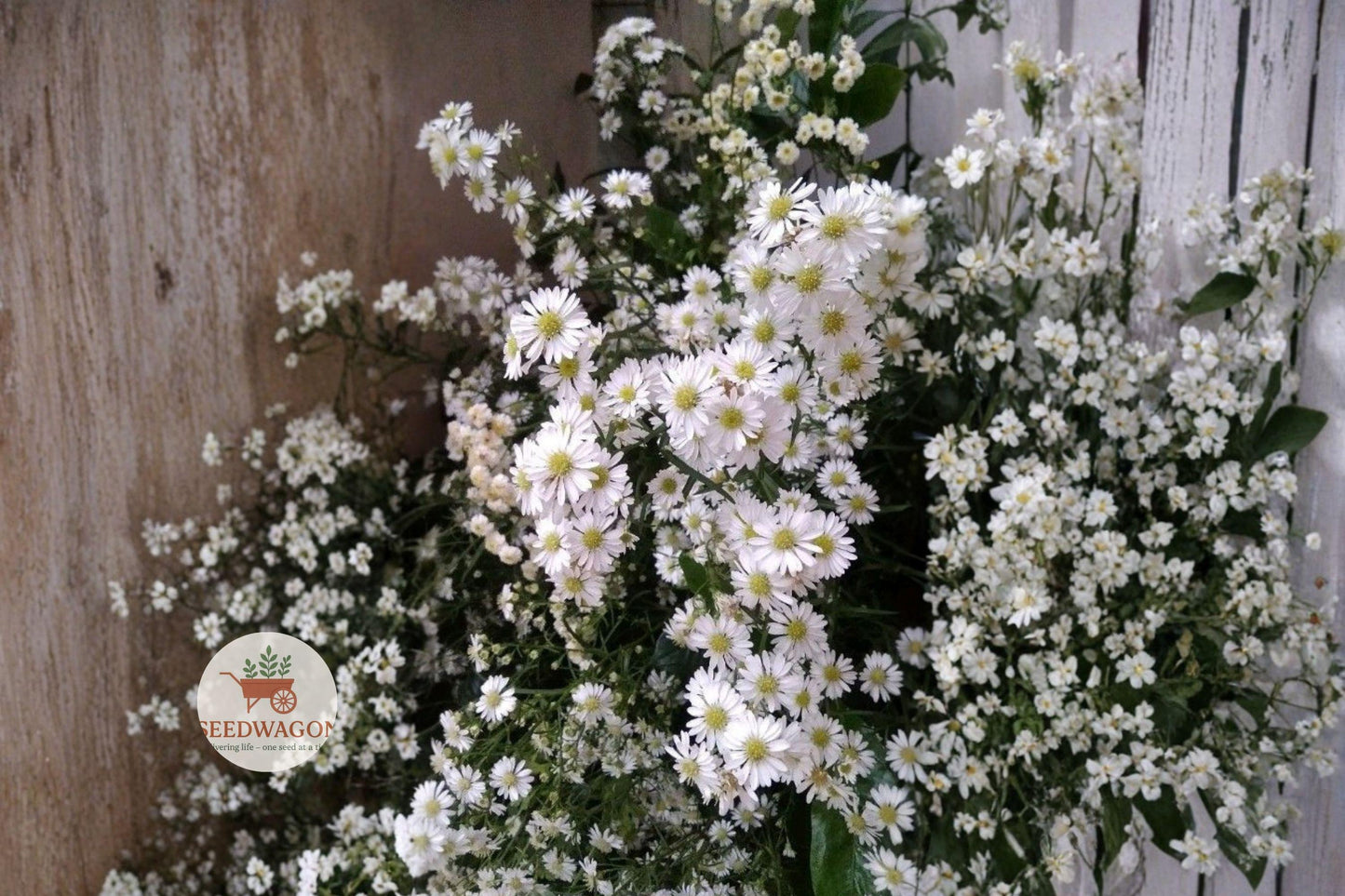 heath aster seeds, native wildflower seeds, pollinator garden seeds, white flower seeds, perennial wildflower seeds, prairie plant seeds, meadow planting seeds, late season bloom seeds, bee attracting seeds, butterfly garden seeds, wildflower seed packet, native landscape seeds, low maintenance seeds