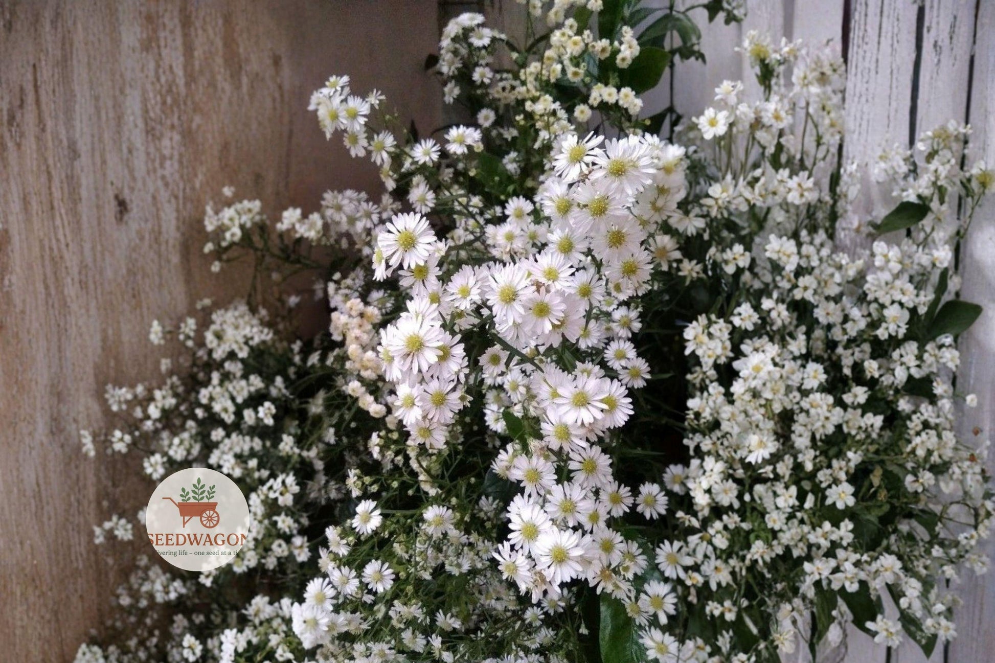 heath aster seeds, native wildflower seeds, pollinator garden seeds, white flower seeds, perennial wildflower seeds, prairie plant seeds, meadow planting seeds, late season bloom seeds, bee attracting seeds, butterfly garden seeds, wildflower seed packet, native landscape seeds, low maintenance seeds