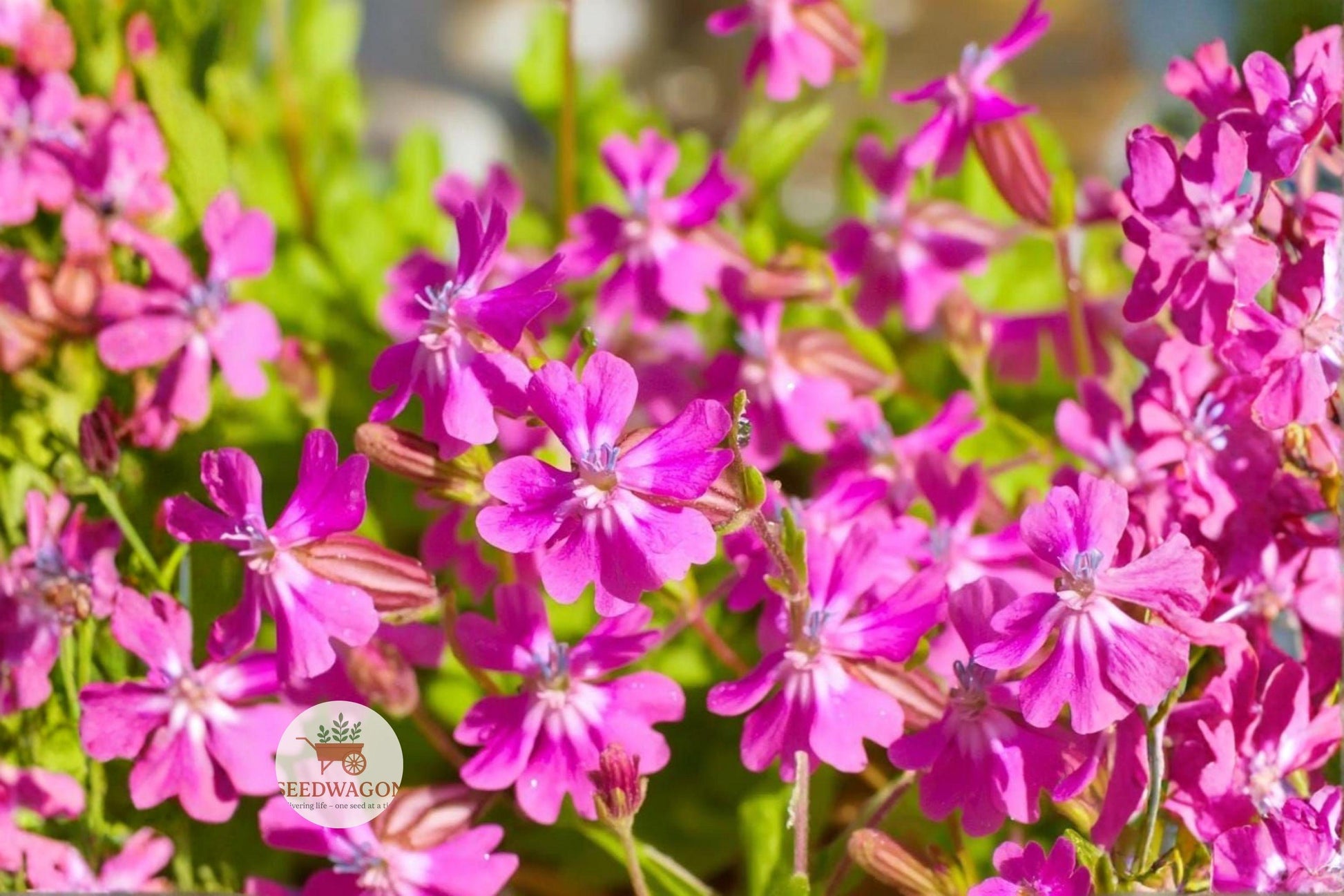 pink flowering seeds, trailing annual plant, cottage garden flowers, pollinator attracting seeds, pink border plant, rock garden flowers, container garden seeds, easy grow annuals, pink cascading blooms, summer flowering seeds, ornamental bedding plant, hanging basket flowers, vibrant pink seeds