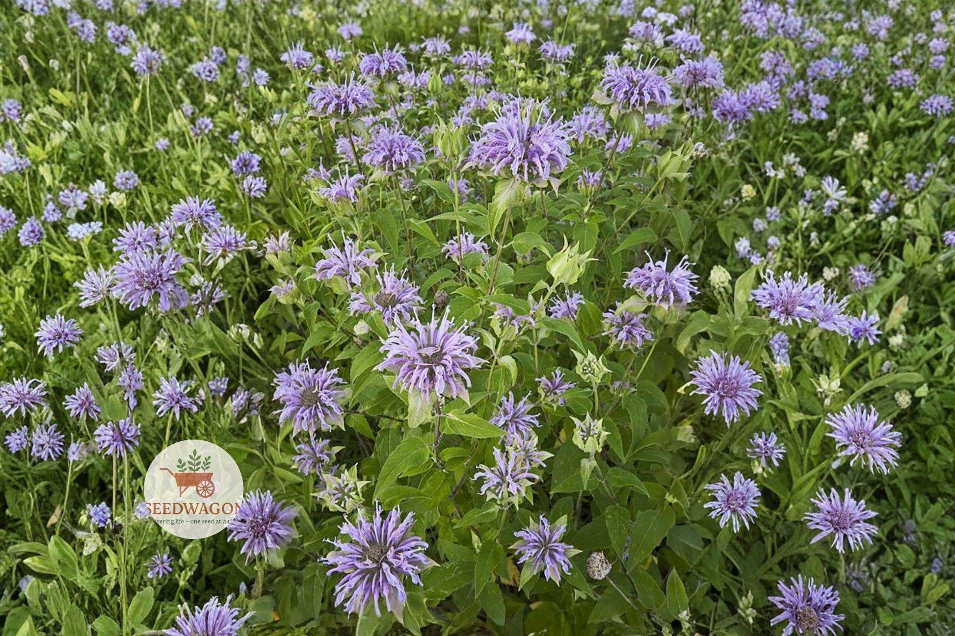 wild bergamot seeds, monarda fistulosa, native pollinator plant, butterfly garden seed, lavender pink blooms, prairie wildflower, bee attracting seeds, hummingbird plant, wildflower meadow seed, perennial garden plant, native landscape seed, cottage garden flower, wildflower seed packet