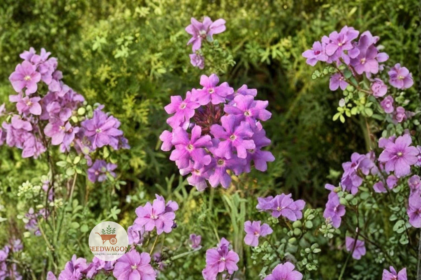 purple verbena seeds, groundcover flower seeds, pollinator friendly seeds, drought tolerant plant, purple flowering groundcover, rock garden plant seeds, hanging basket flowers, sunny border plants, perennial verbena seeds, vibrant purple blooms, low maintenance garden, butterfly attracting seeds, warm climate groundcover