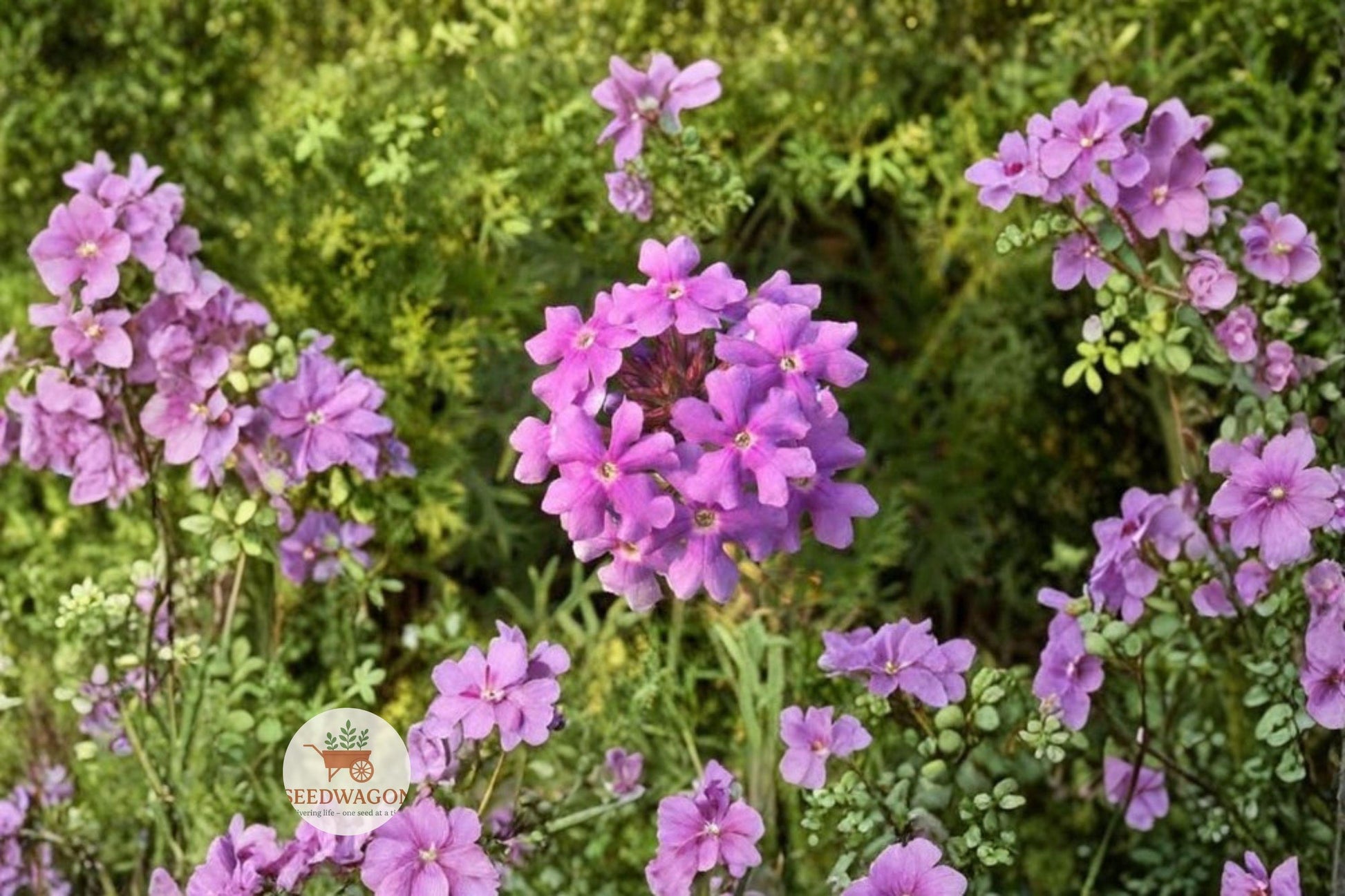 purple verbena seeds, groundcover flower seeds, pollinator friendly seeds, drought tolerant plant, purple flowering groundcover, rock garden plant seeds, hanging basket flowers, sunny border plants, perennial verbena seeds, vibrant purple blooms, low maintenance garden, butterfly attracting seeds, warm climate groundcover