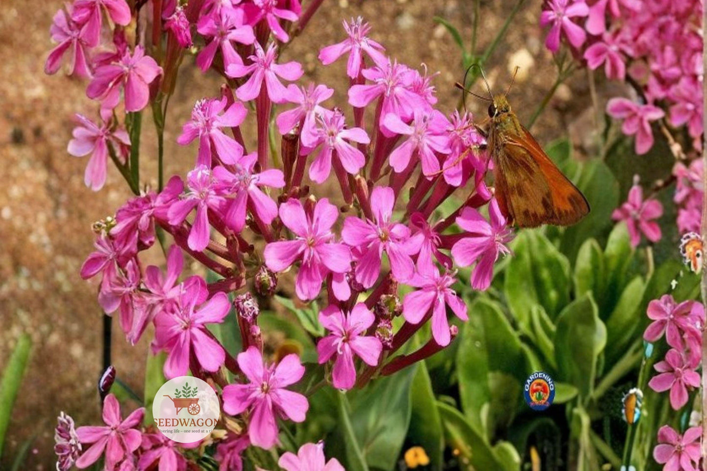 pink wildflower seeds, catchfly flower seeds, ornamental annual seeds, pollinator-friendly seeds, cottage garden seeds, cut flower seeds, bright pink flower seeds, meadow planting seeds, border flower seeds, naturalized garden seeds, easy grow flower seeds, spring summer bloom seeds, vibrant garden color seeds