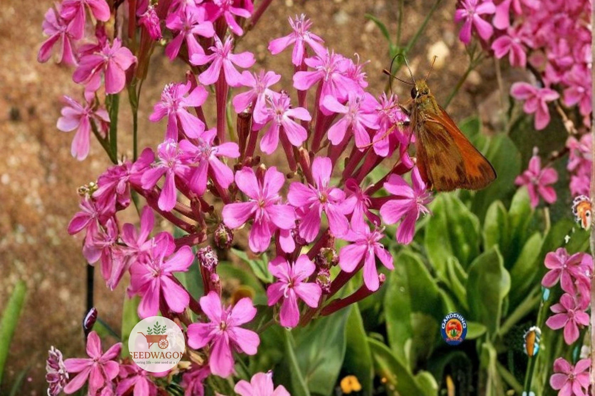 pink wildflower seeds, catchfly flower seeds, ornamental annual seeds, pollinator-friendly seeds, cottage garden seeds, cut flower seeds, bright pink flower seeds, meadow planting seeds, border flower seeds, naturalized garden seeds, easy grow flower seeds, spring summer bloom seeds, vibrant garden color seeds